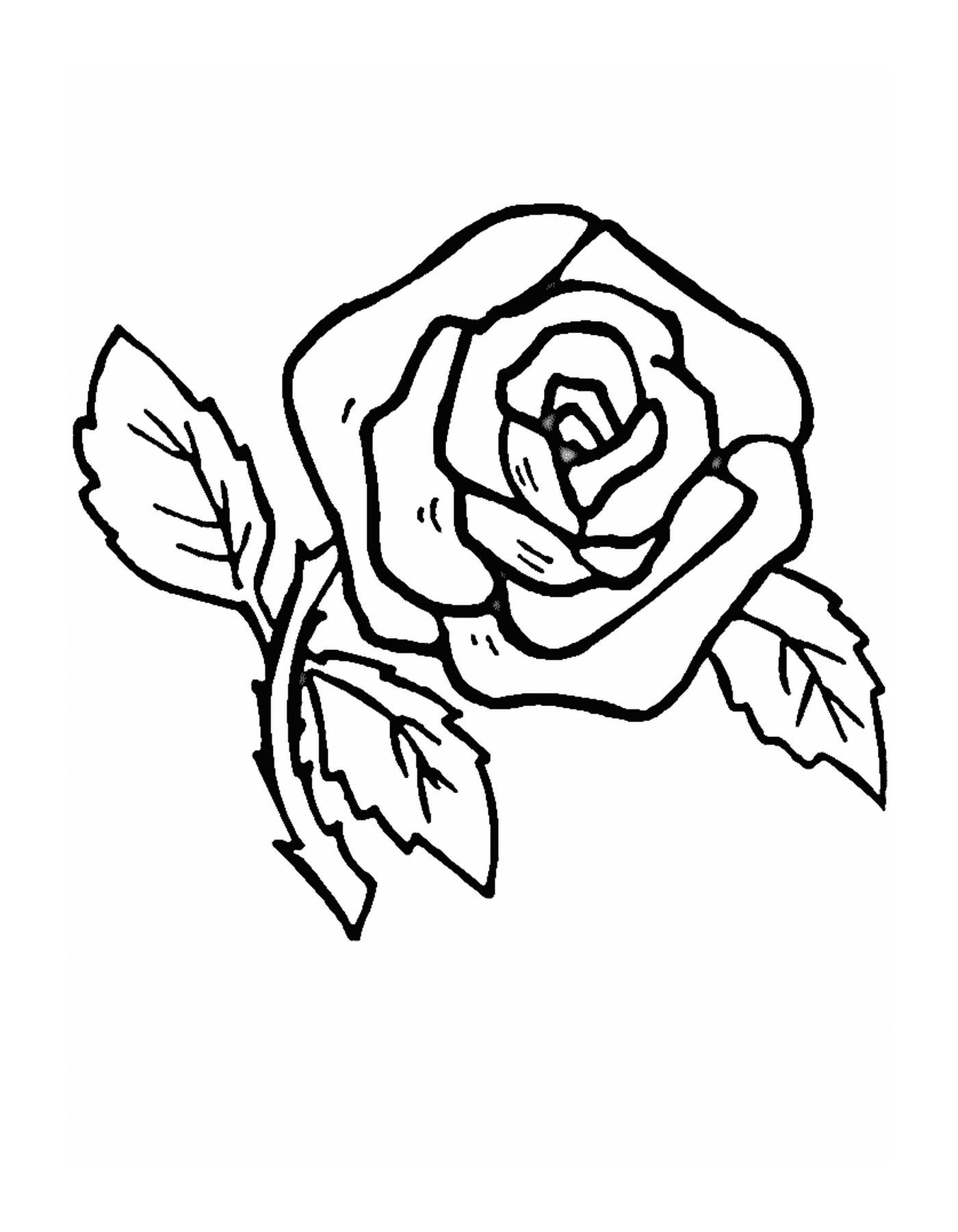  Uma rosa brilhante 