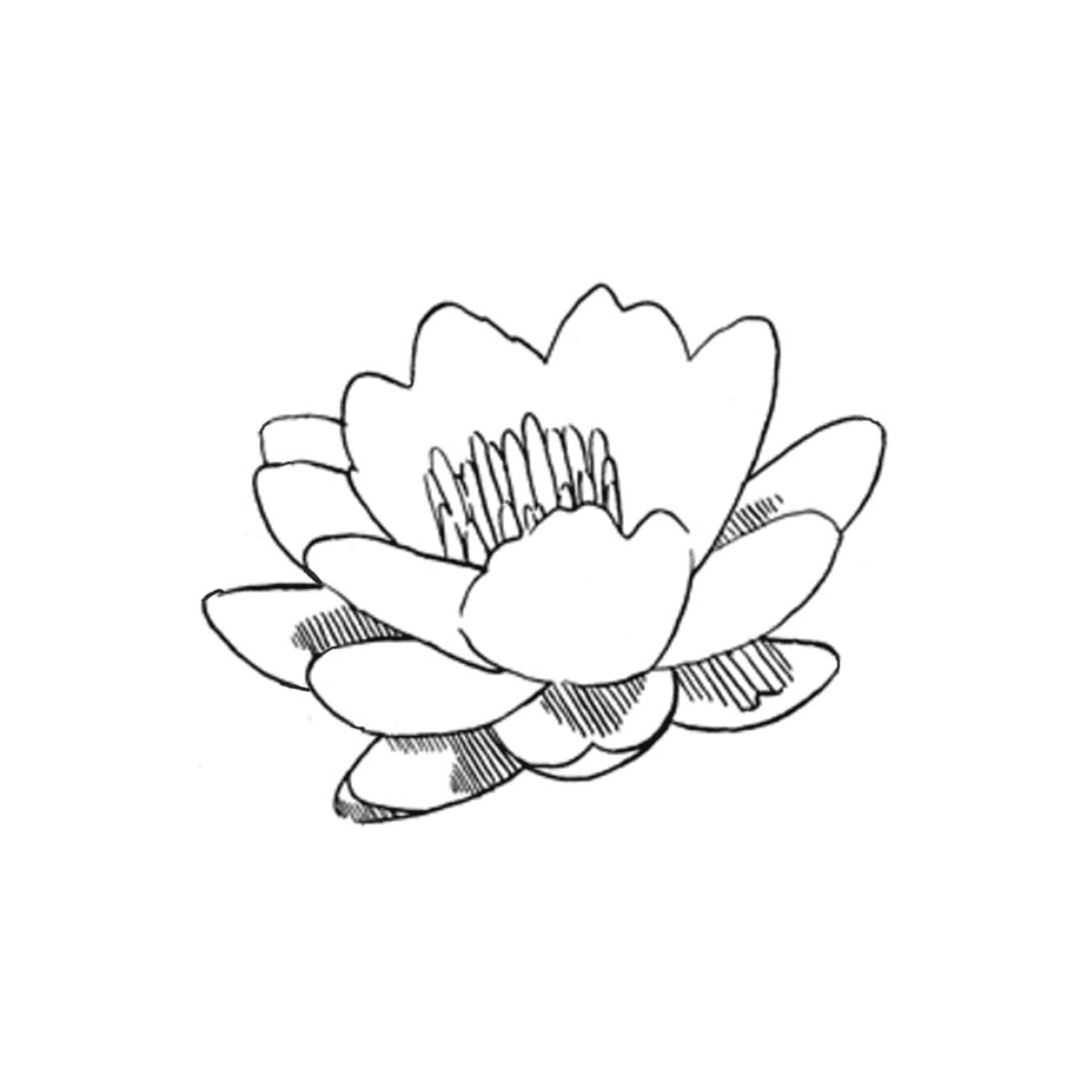  flor de lótus 