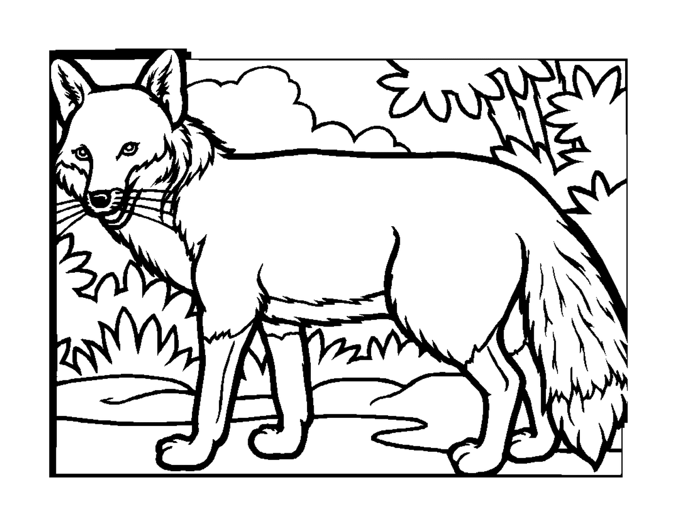  Fox na floresta 