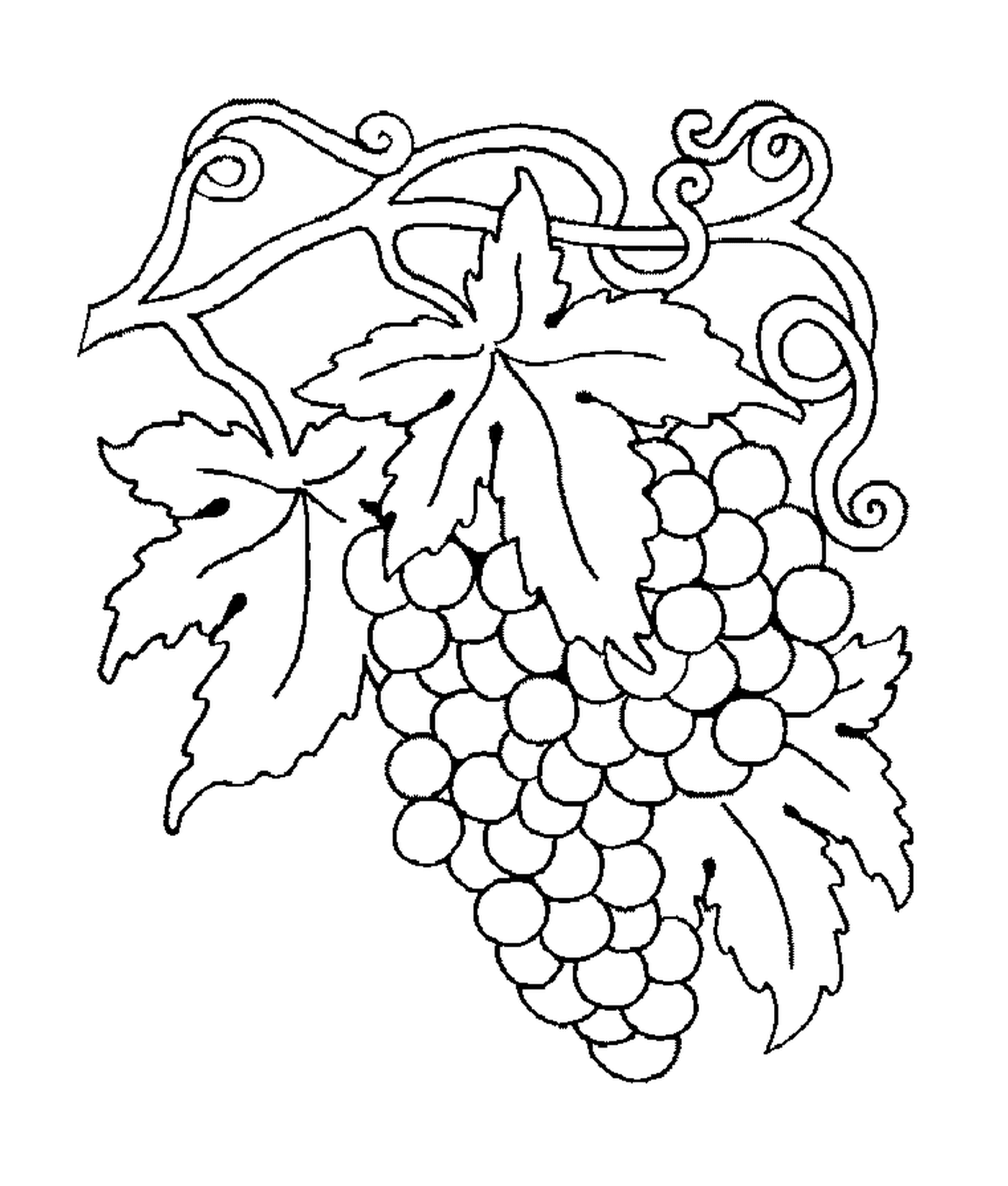  grape grapples maduros 