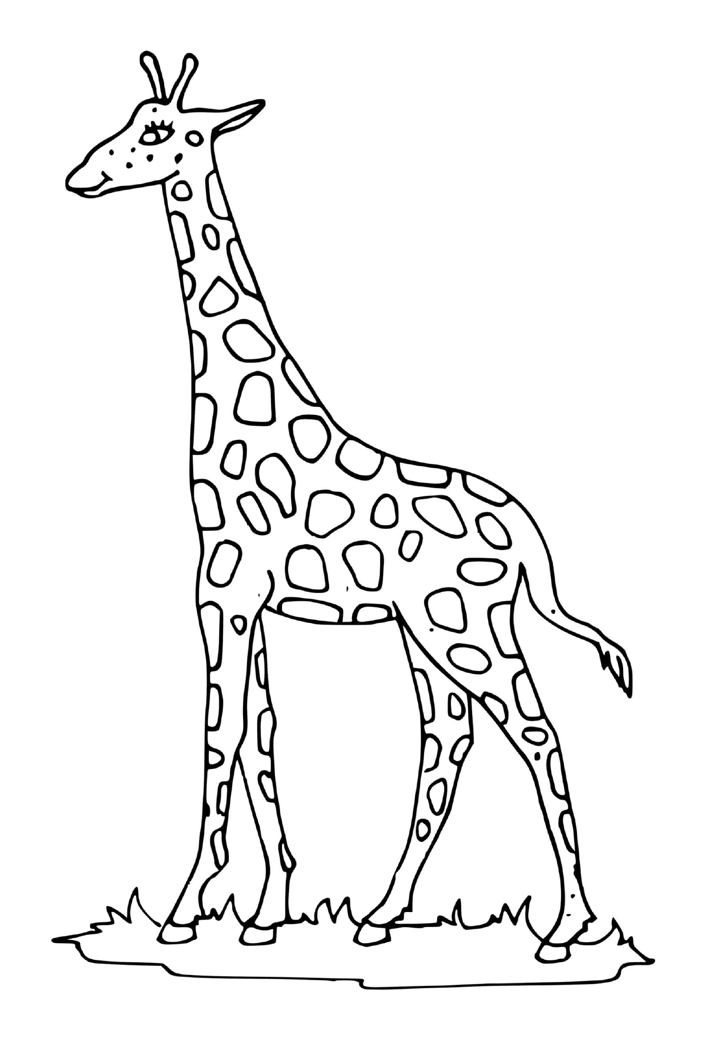  Girafe com um pescoço longo 