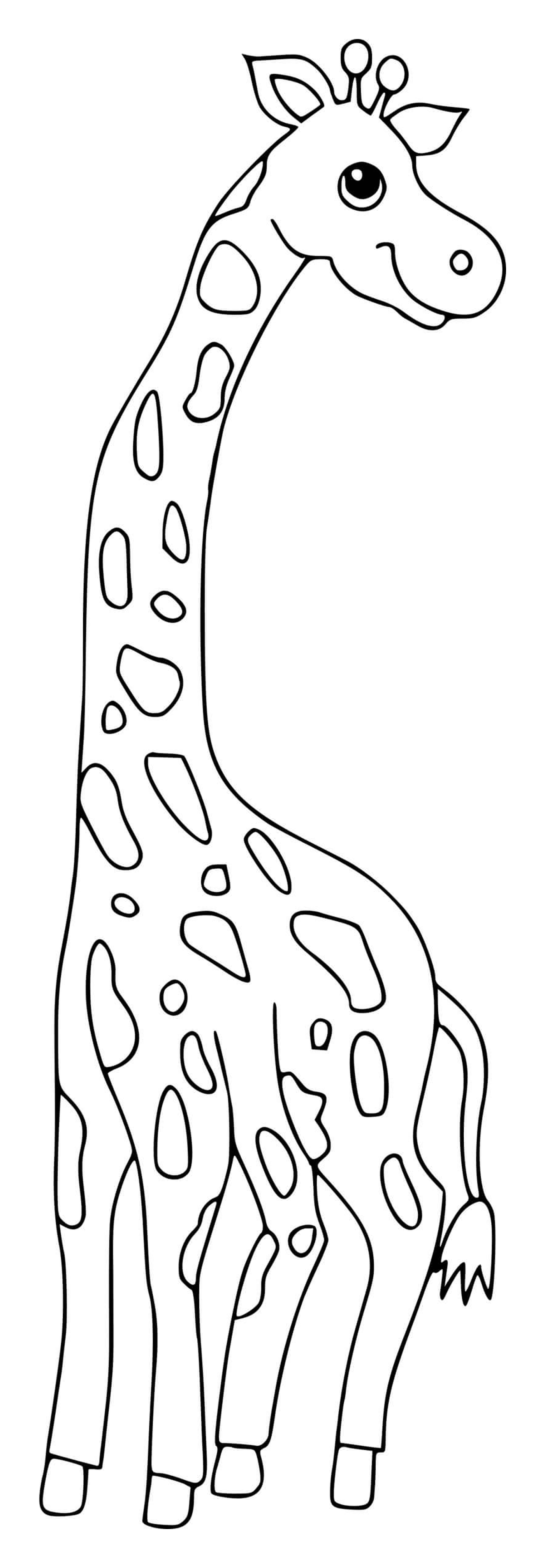  Uma grande e majestosa girafa 