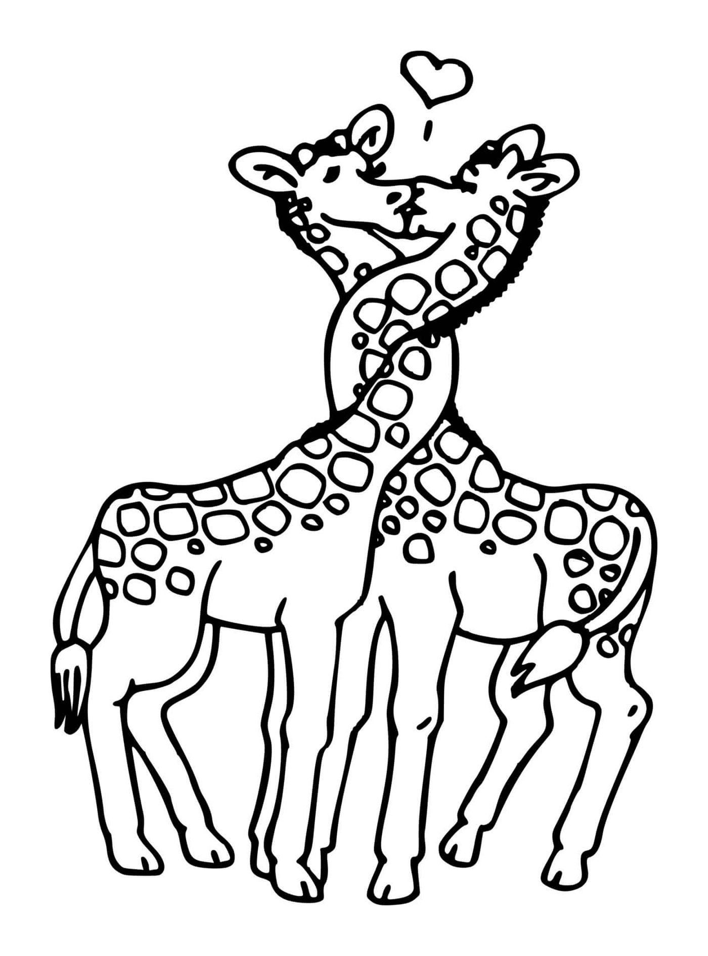  两只长颈鹿接吻 