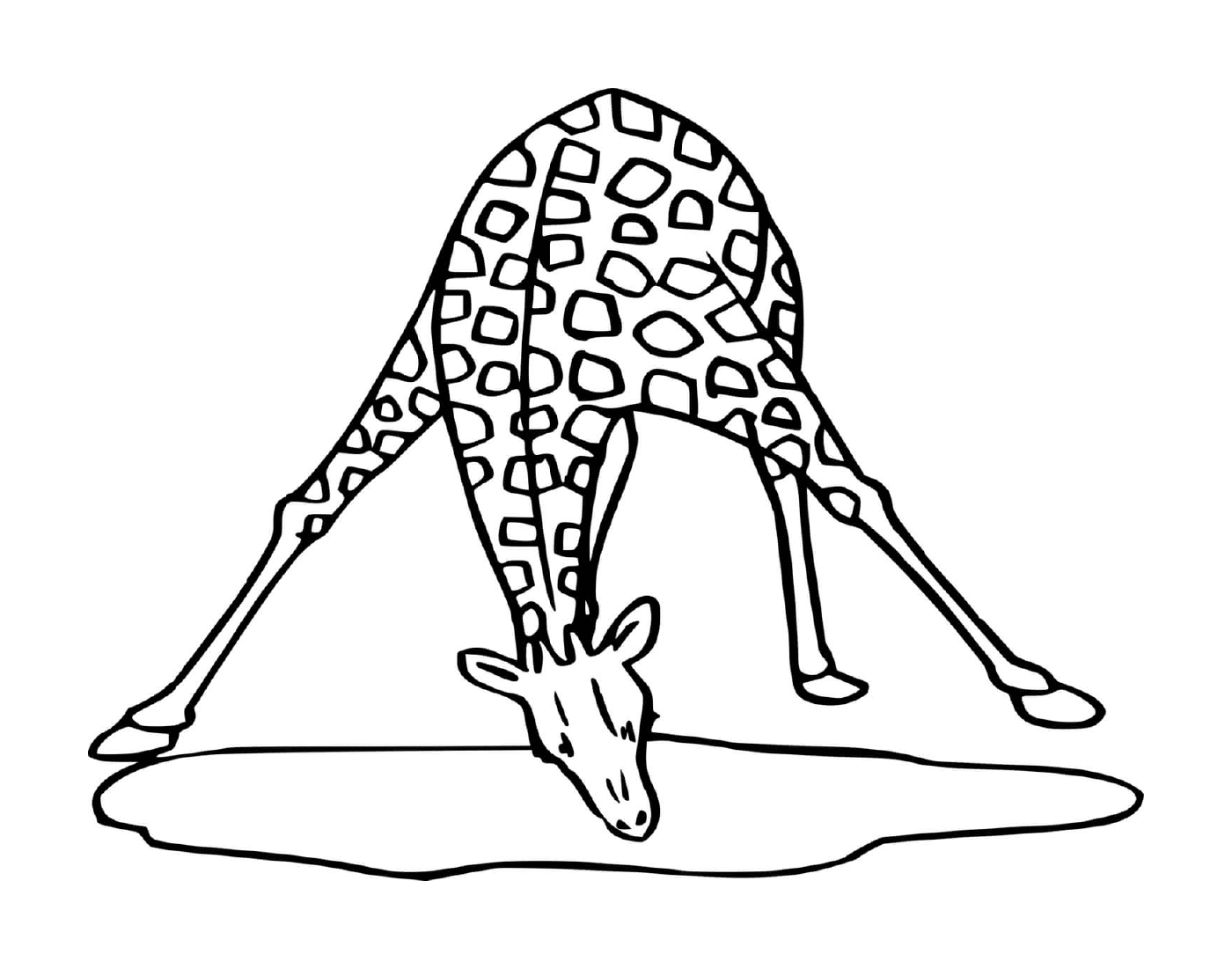  água potável Girafe 