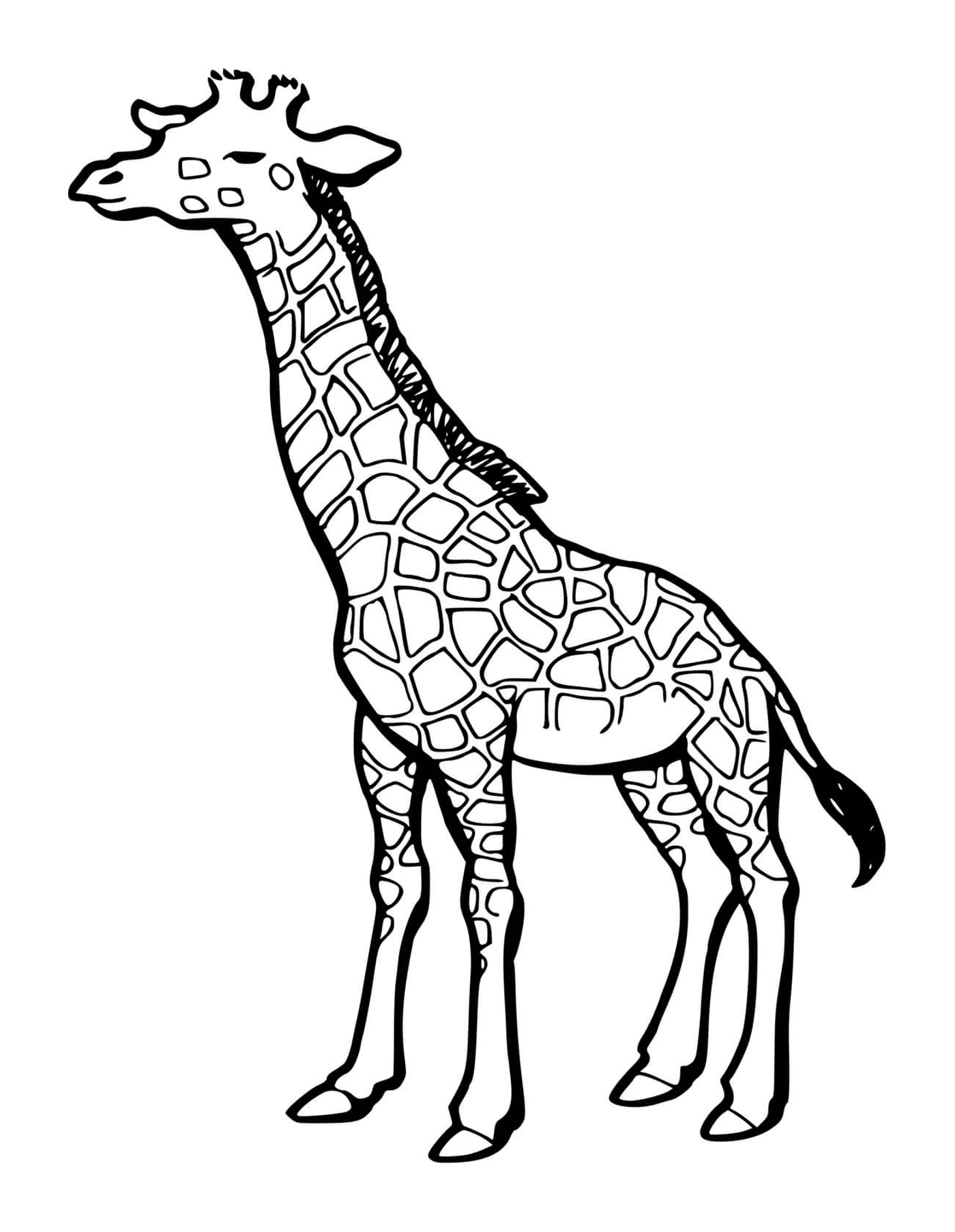  Parte do corpo de uma girafa 