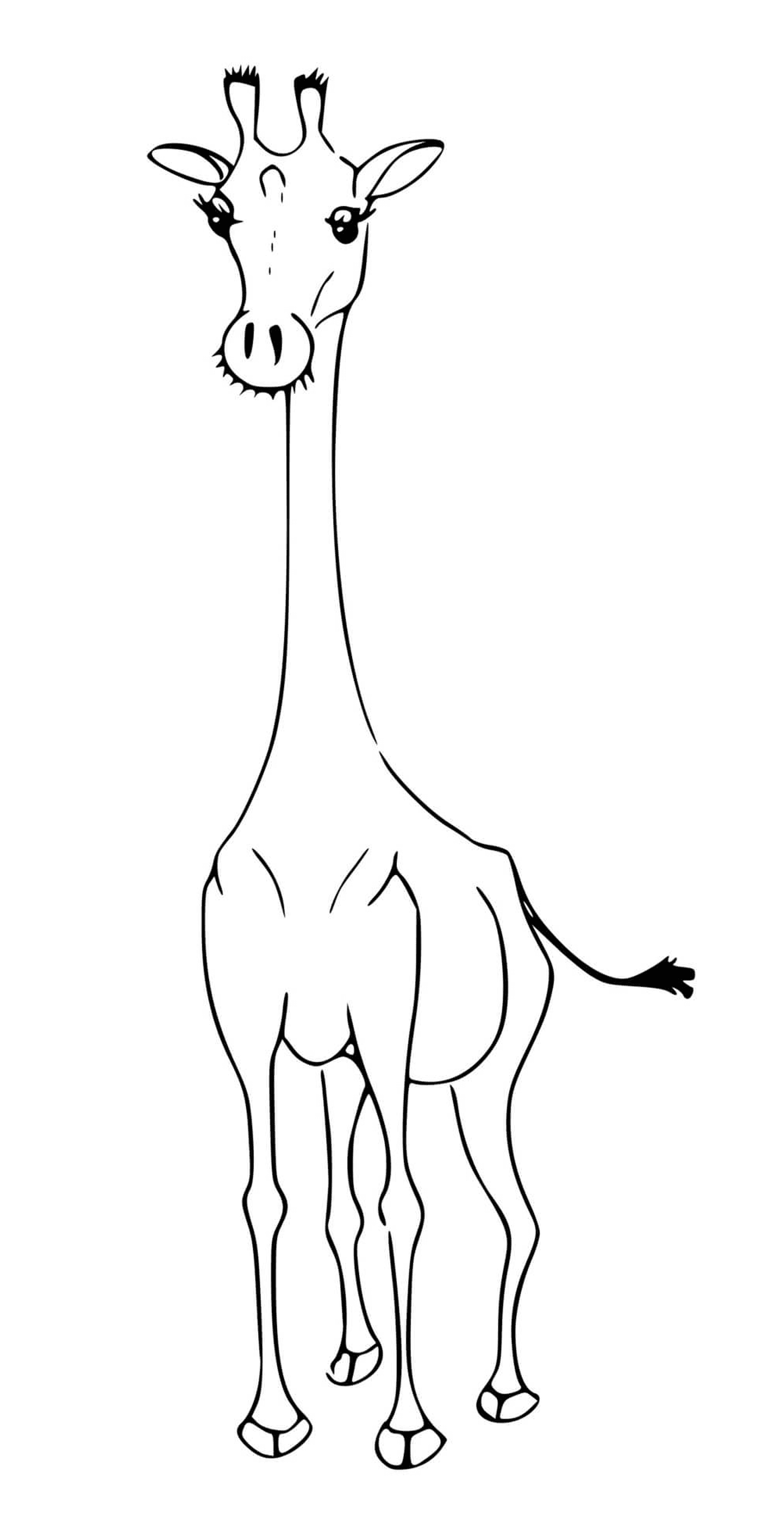  Uma girafa sem seus pontos característicos 