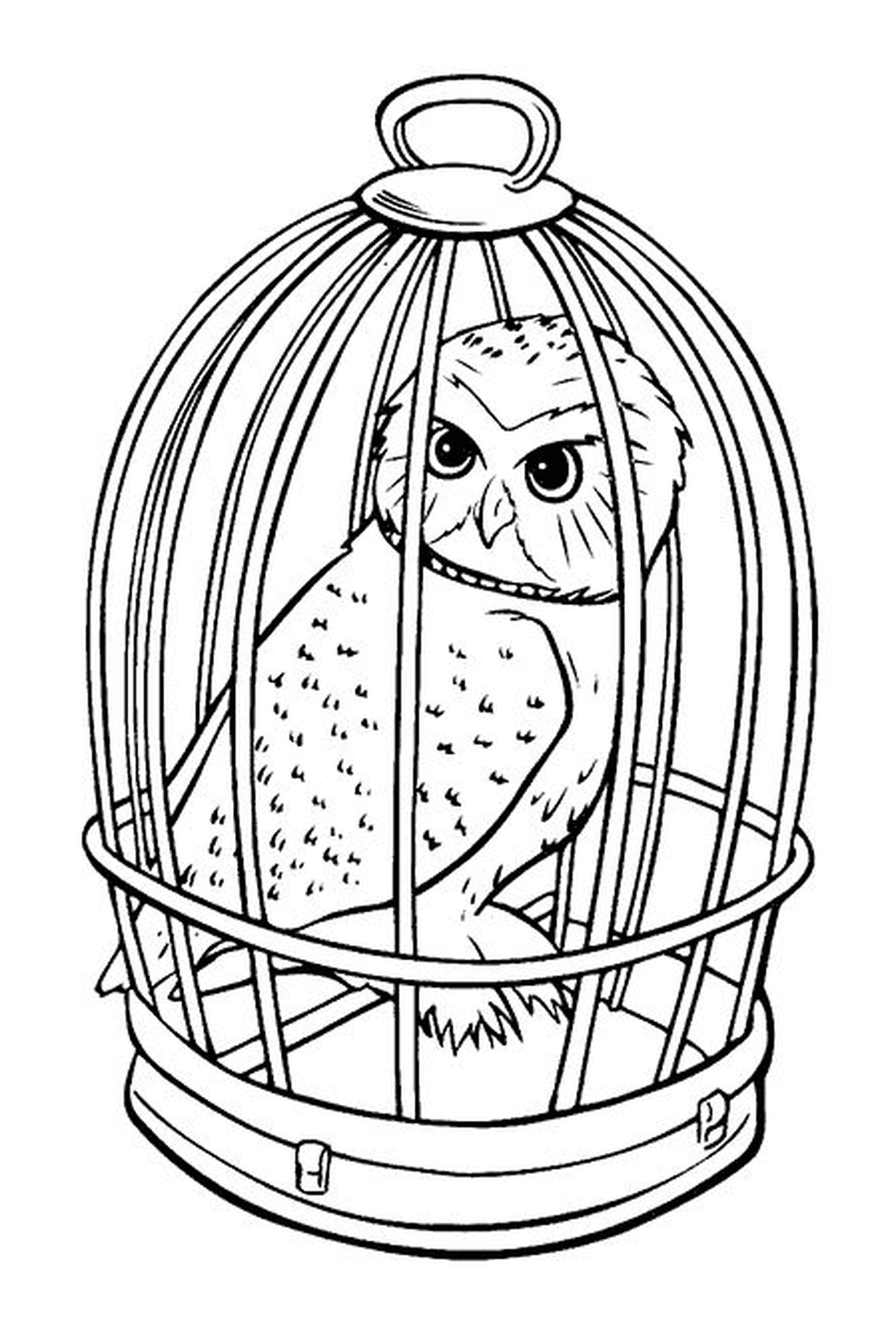  A coruja Hedwige em uma gaiola 
