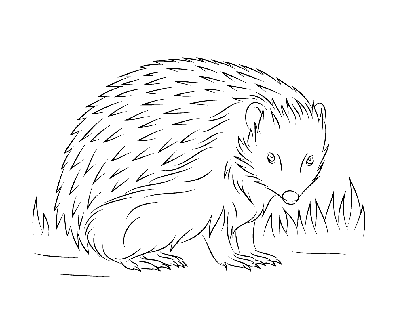  Hedgehog cavando tocas 