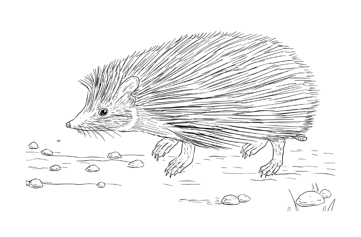 Hedgehog na natureza 