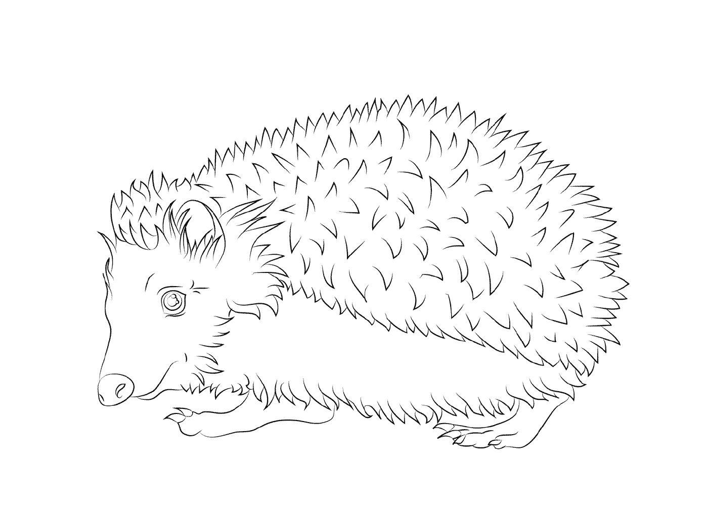  Hedgehog com seus espinhos 