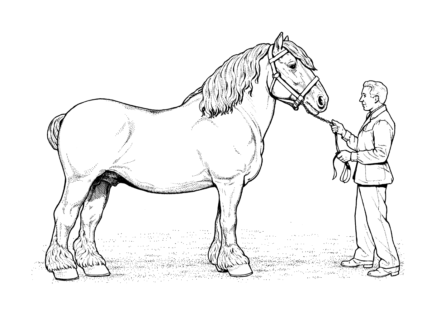  Cavalo de Clydesdale Majestic com seu cavaleiro 