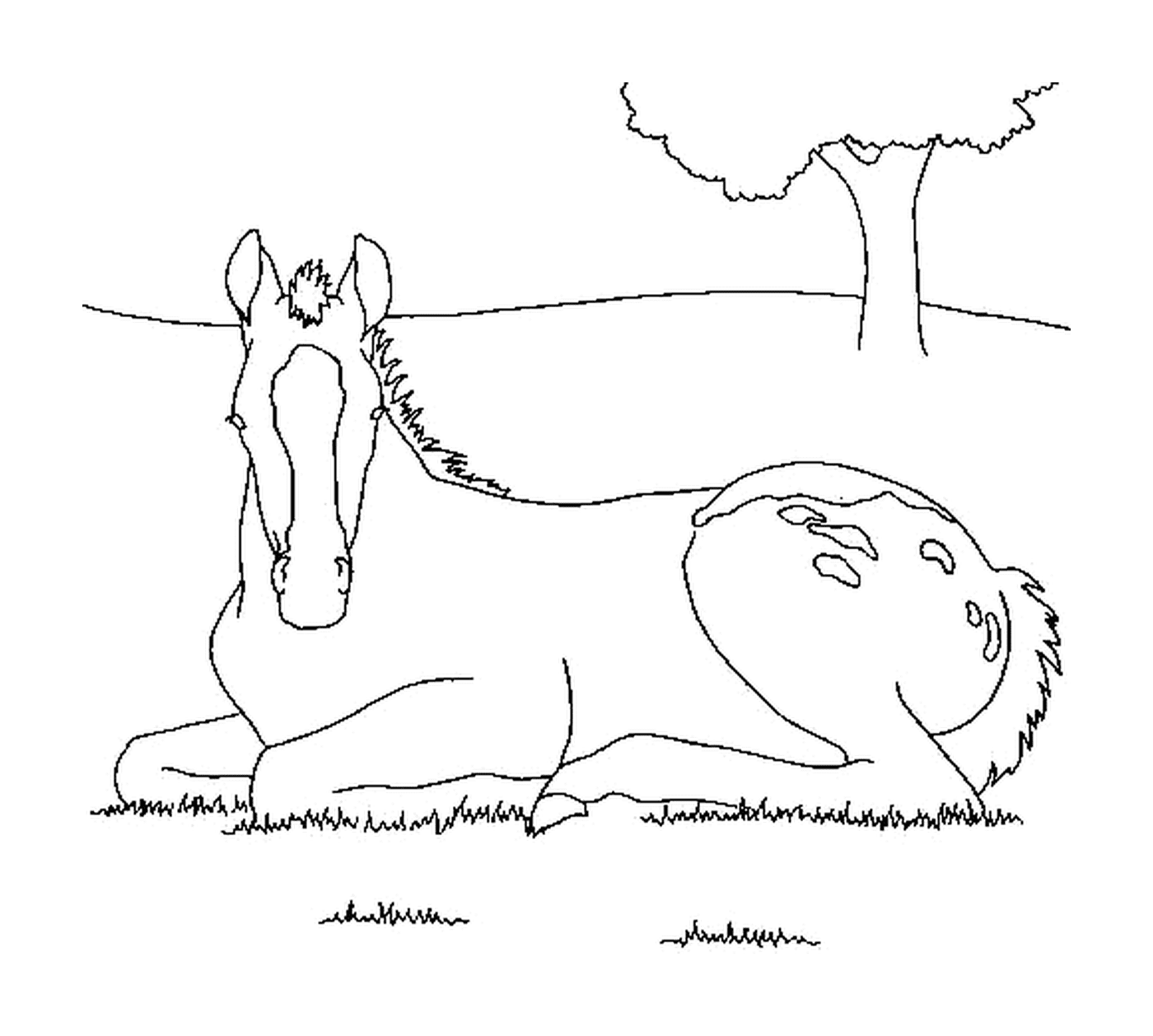  Cavalo instalado confortavelmente na grama 