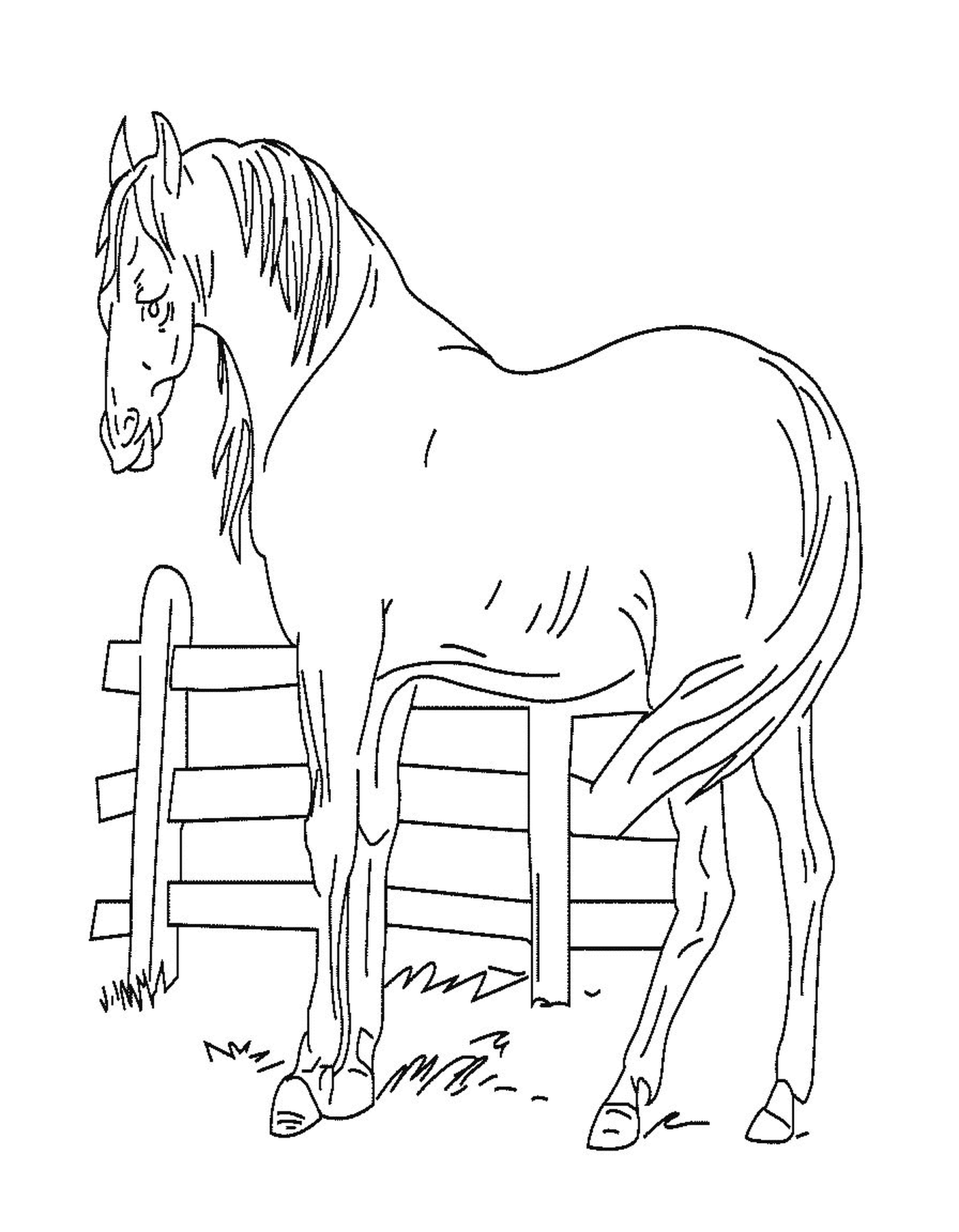  Cavalo na frente de um portão de madeira 