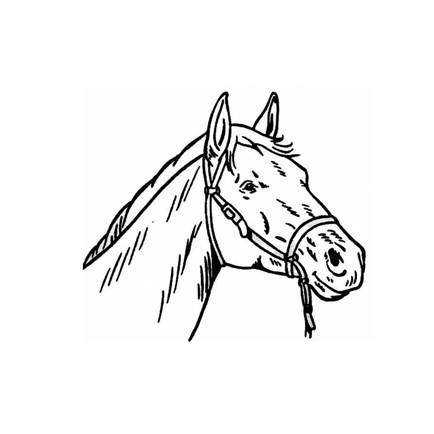  Um retrato impressionante da cabeça de um cavalo 