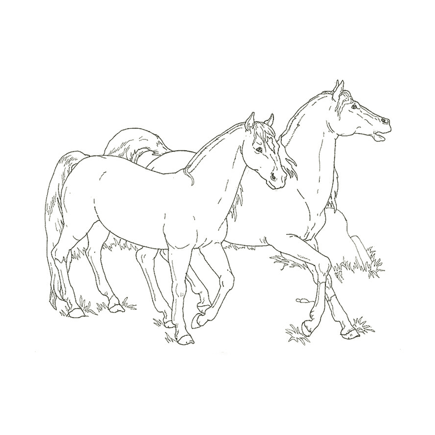  cavalo e potro - dois cavalos de pé lado a lado 