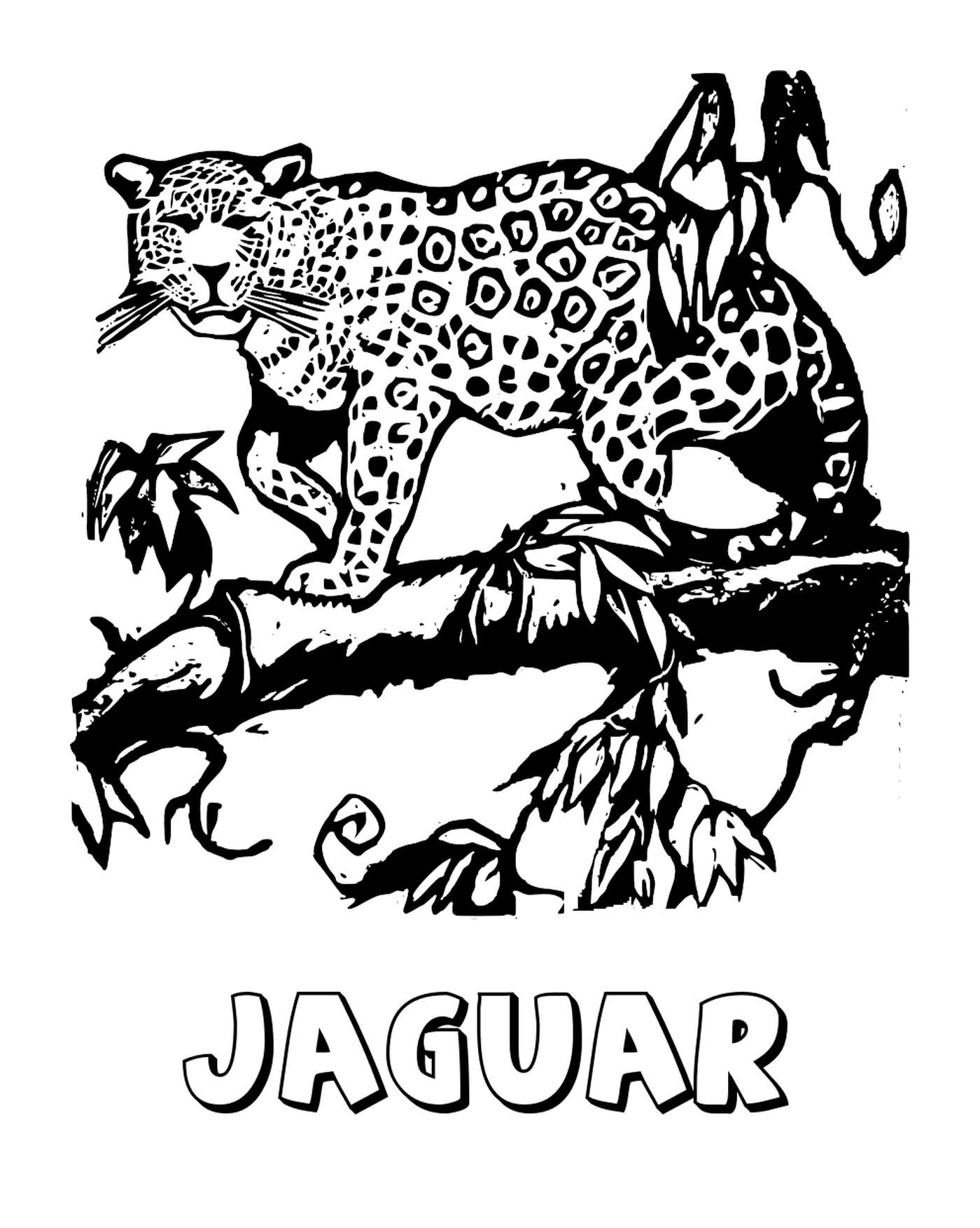  um leopardo 