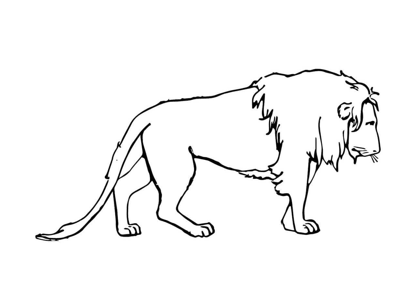  Leão triste e melancólico 