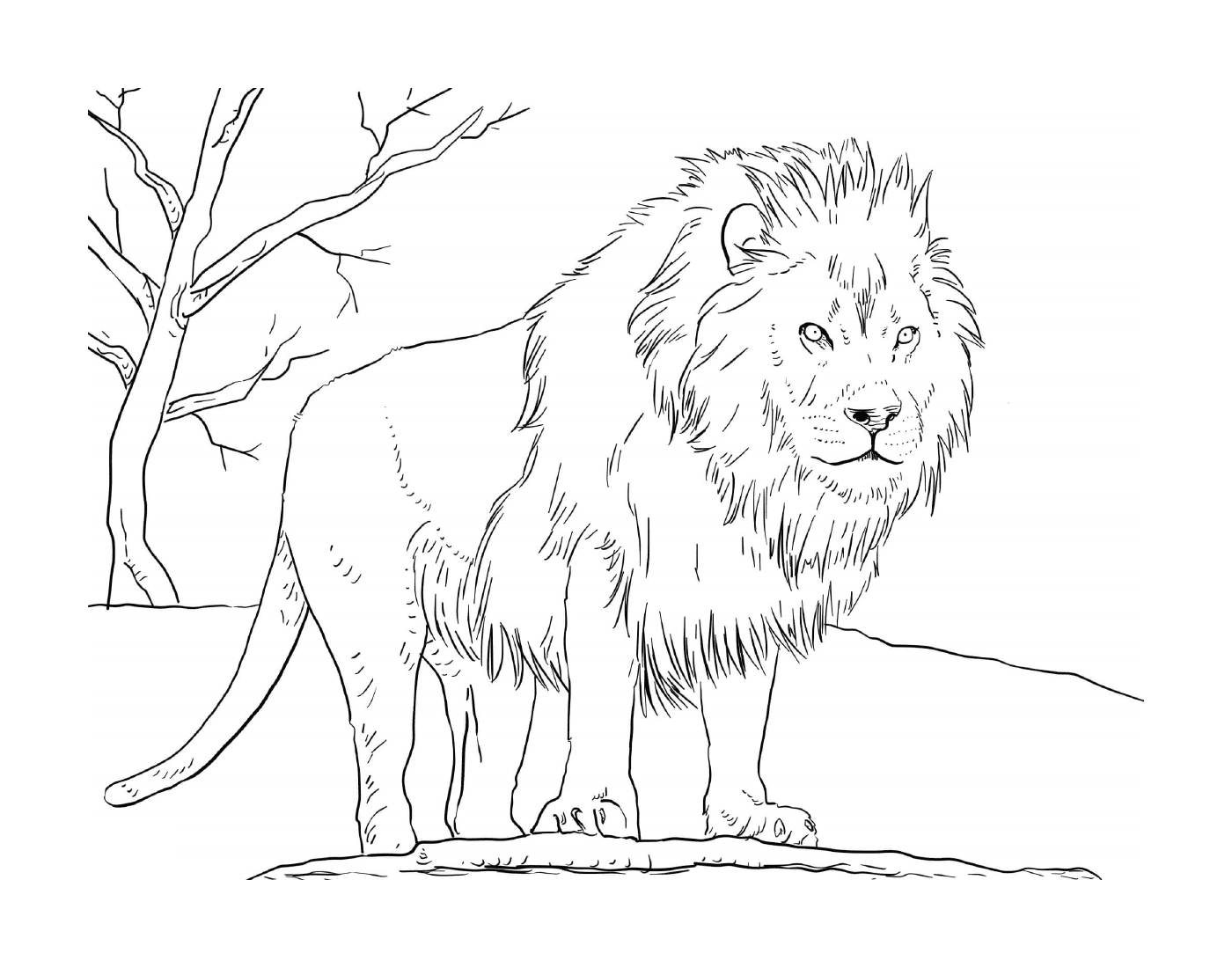  Leão africano macho de pé em uma rocha 