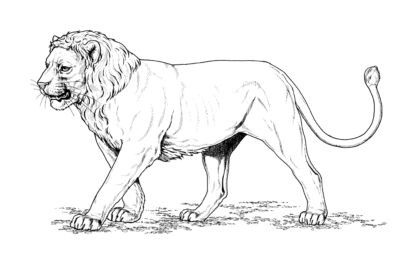  leão de juba curto 
