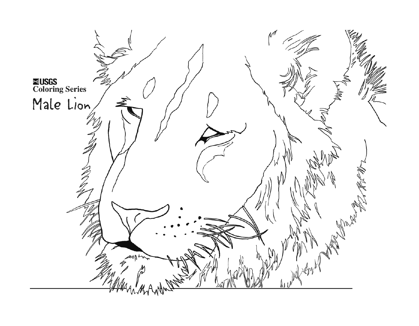  cabeça de leão macho 