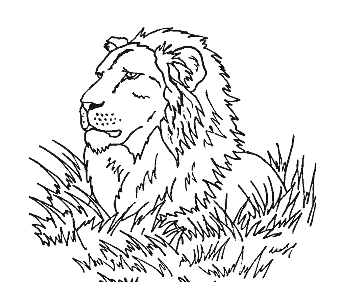  Leão na savana, majestoso 