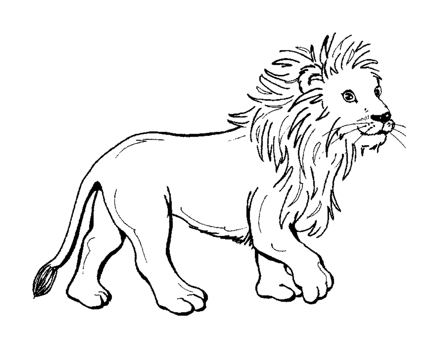  Leão jovem e majestoso 