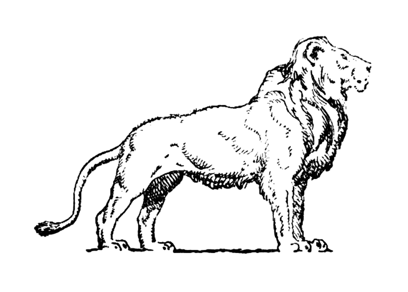  Leão da África Oriental, sportsman 