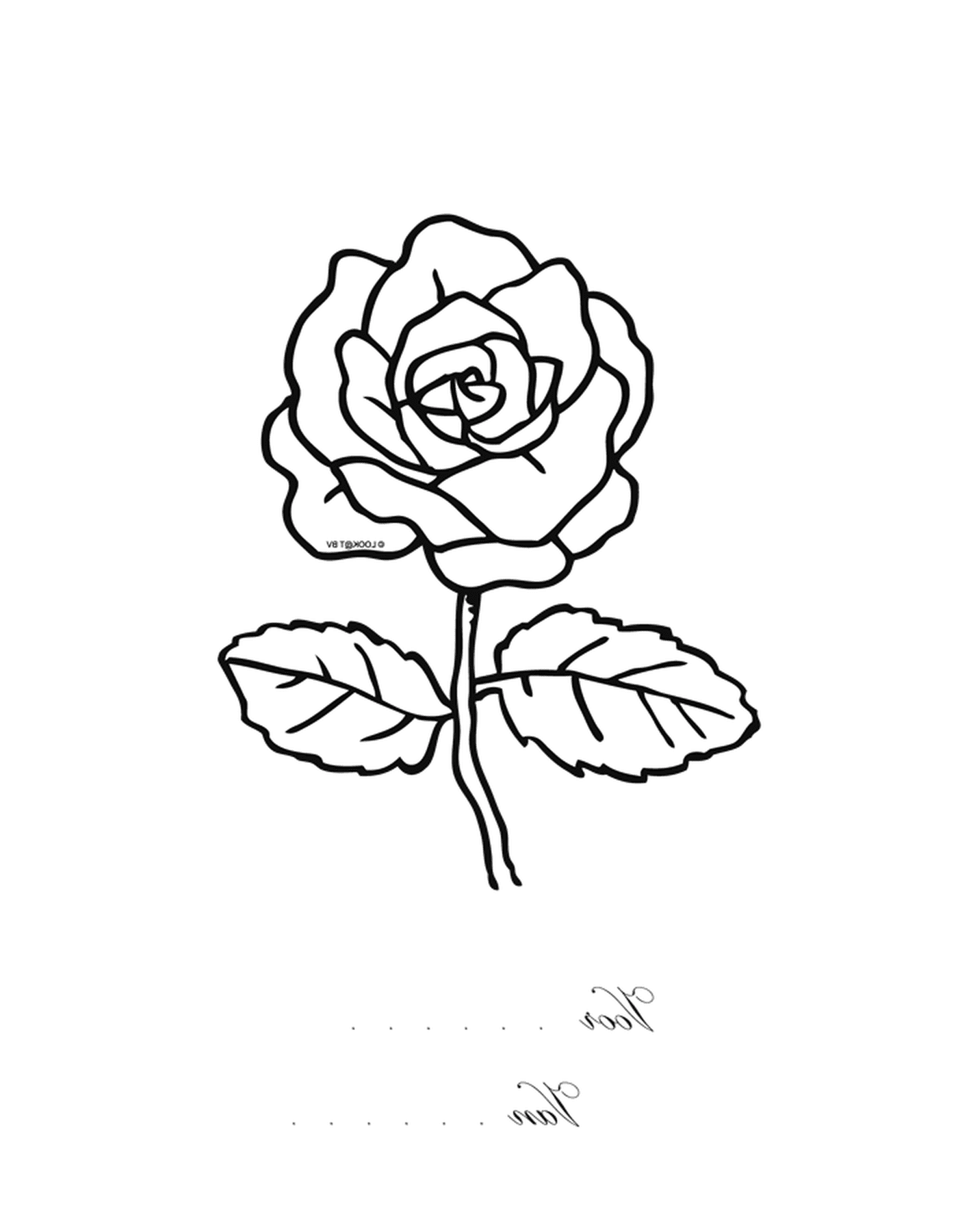  Uma rosa 