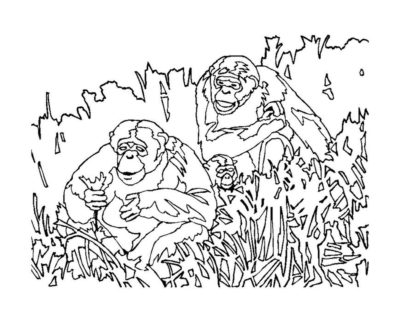  猴子坐在草地上 