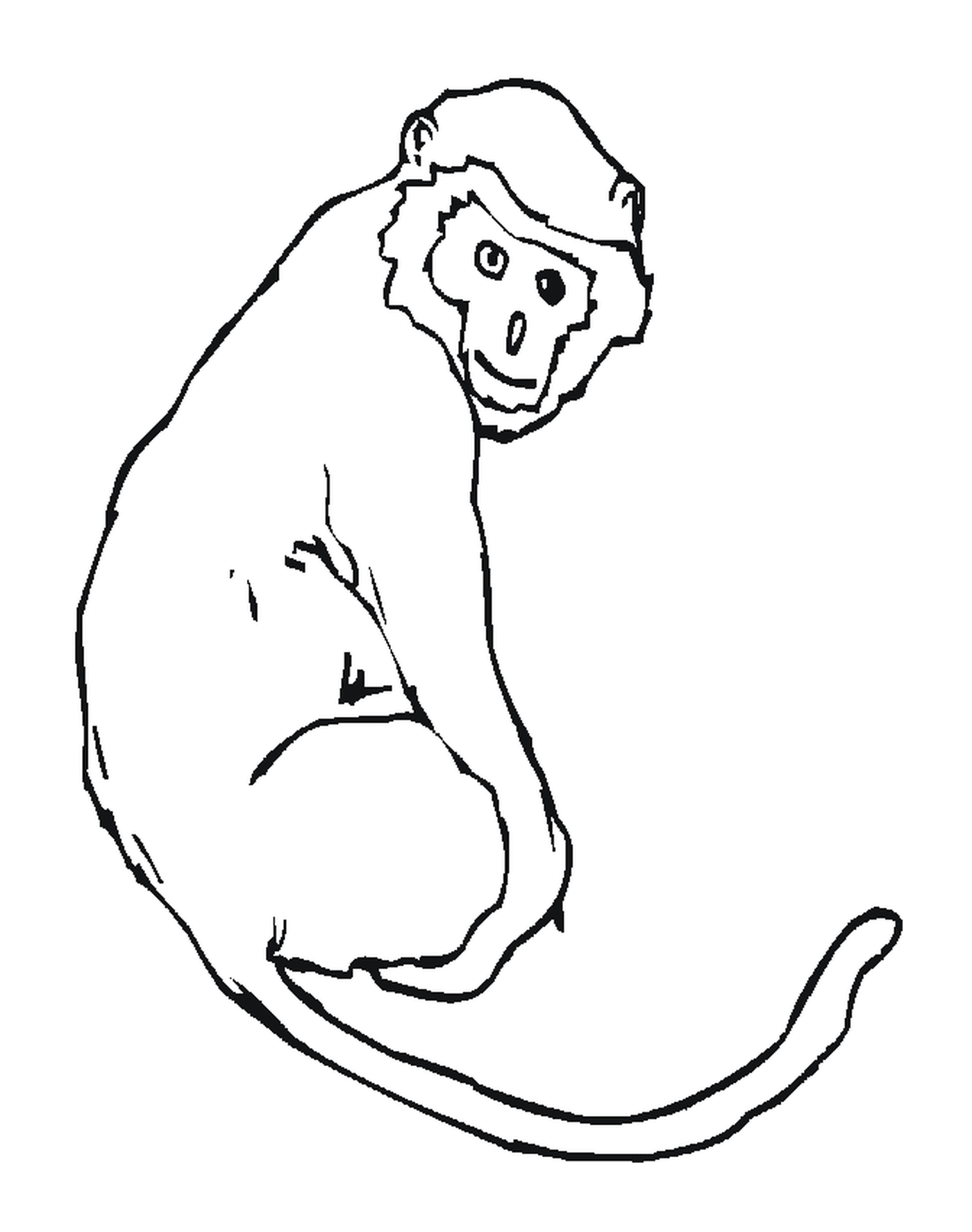  Macaco com cauda longa 