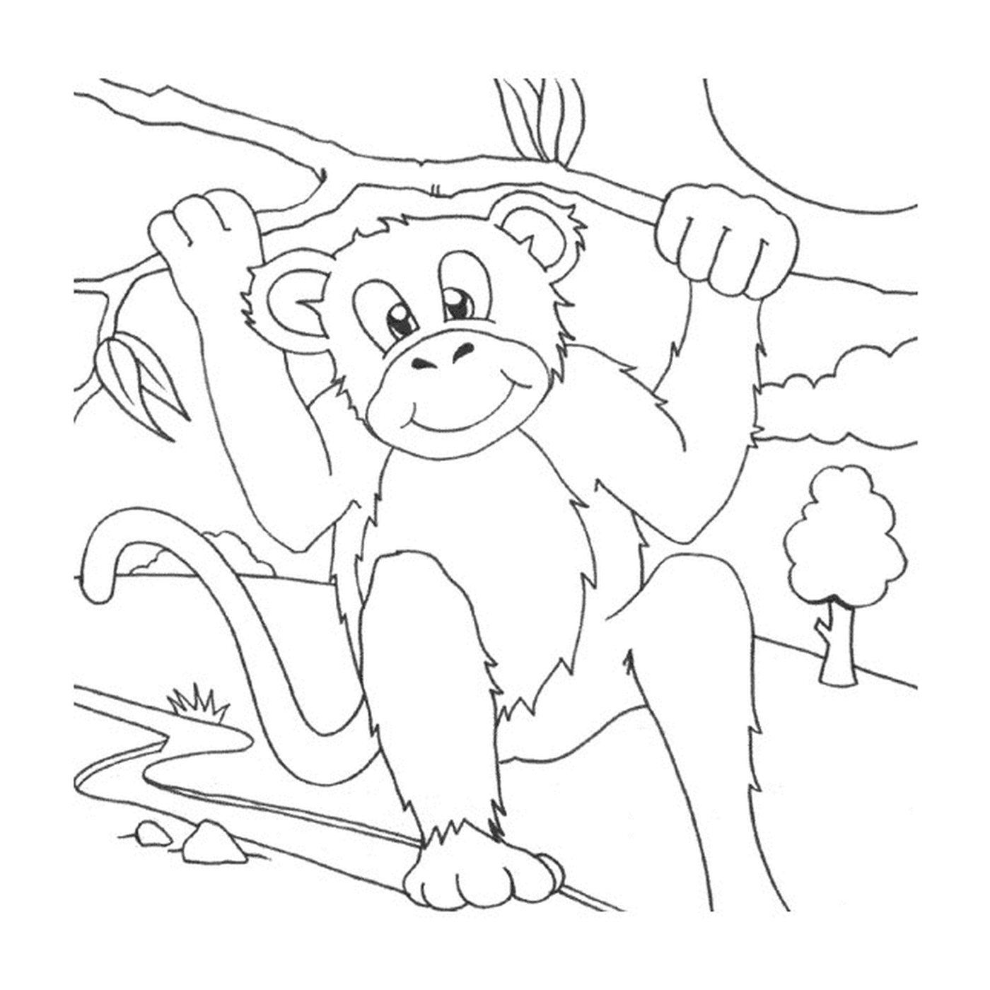  Macaco na floresta 