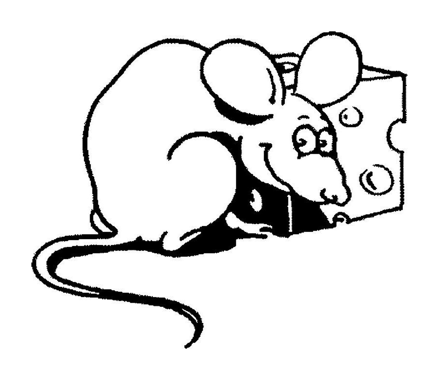  Um rato com queijo 