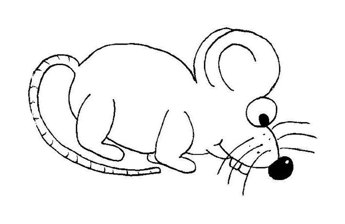  Um rato comendo 