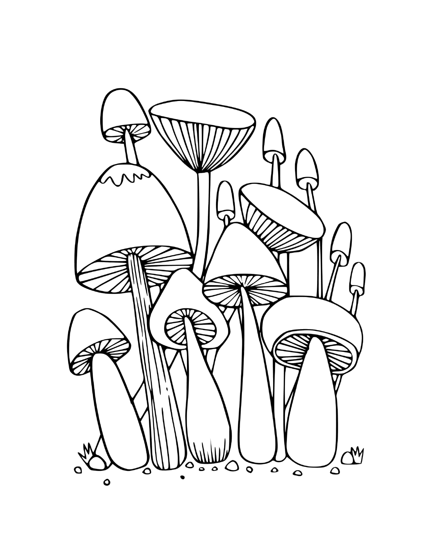  草地上的森林蘑菇 