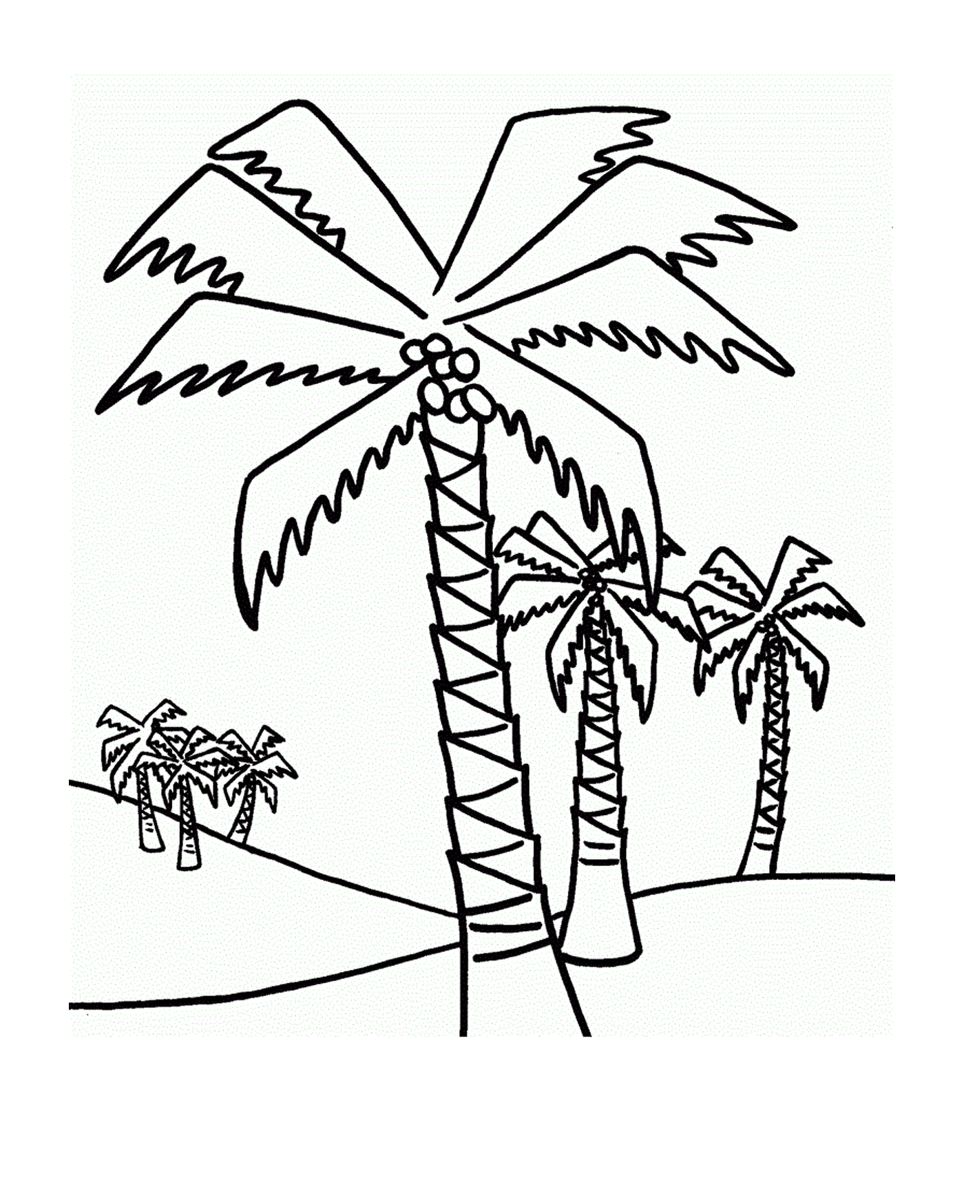  棕榈树,多棵棕榈树 