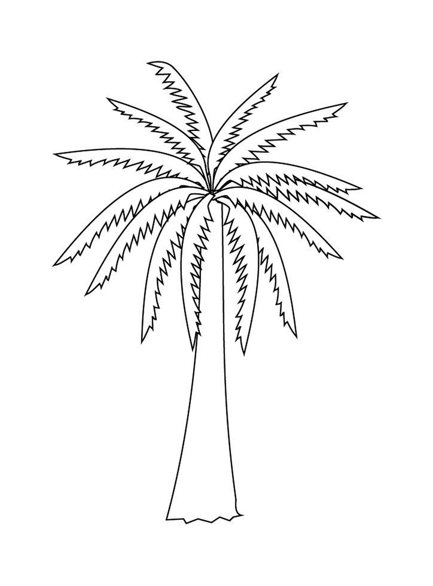  原棕榈树 