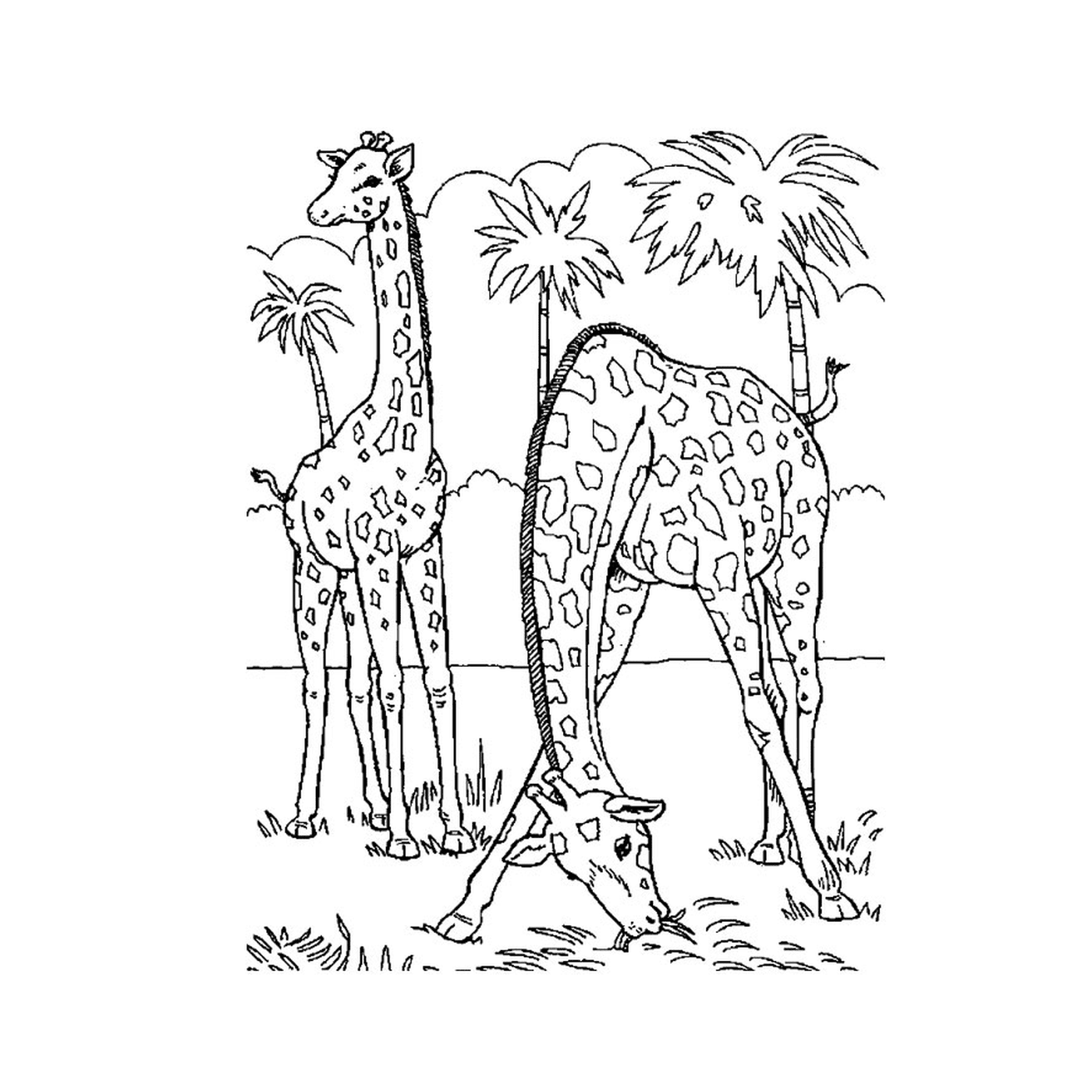  两只长颈鹿的棕榈树 
