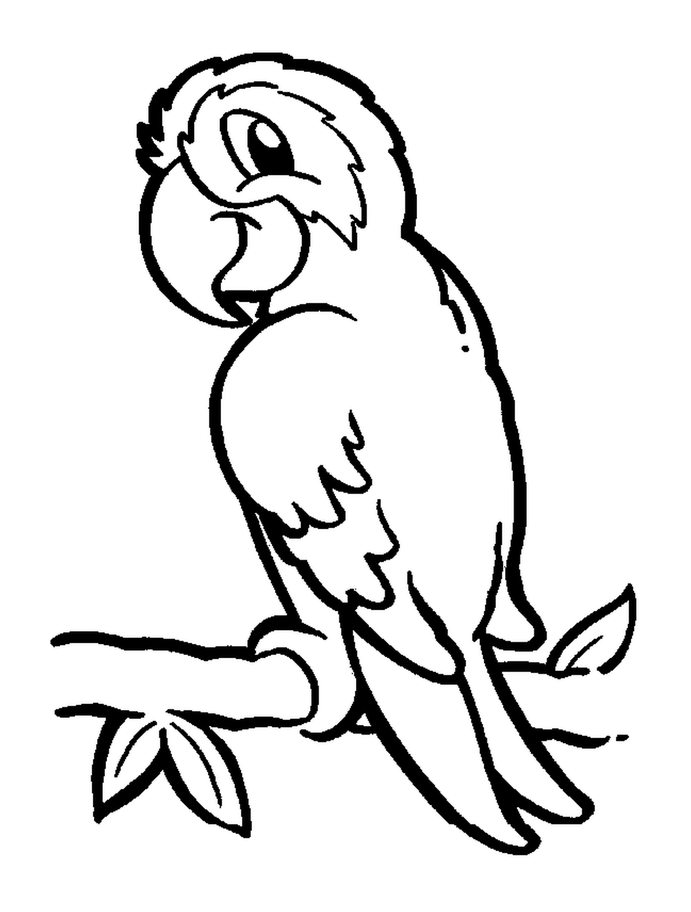  Parrot, pássaro exótico com plumagem colorida 