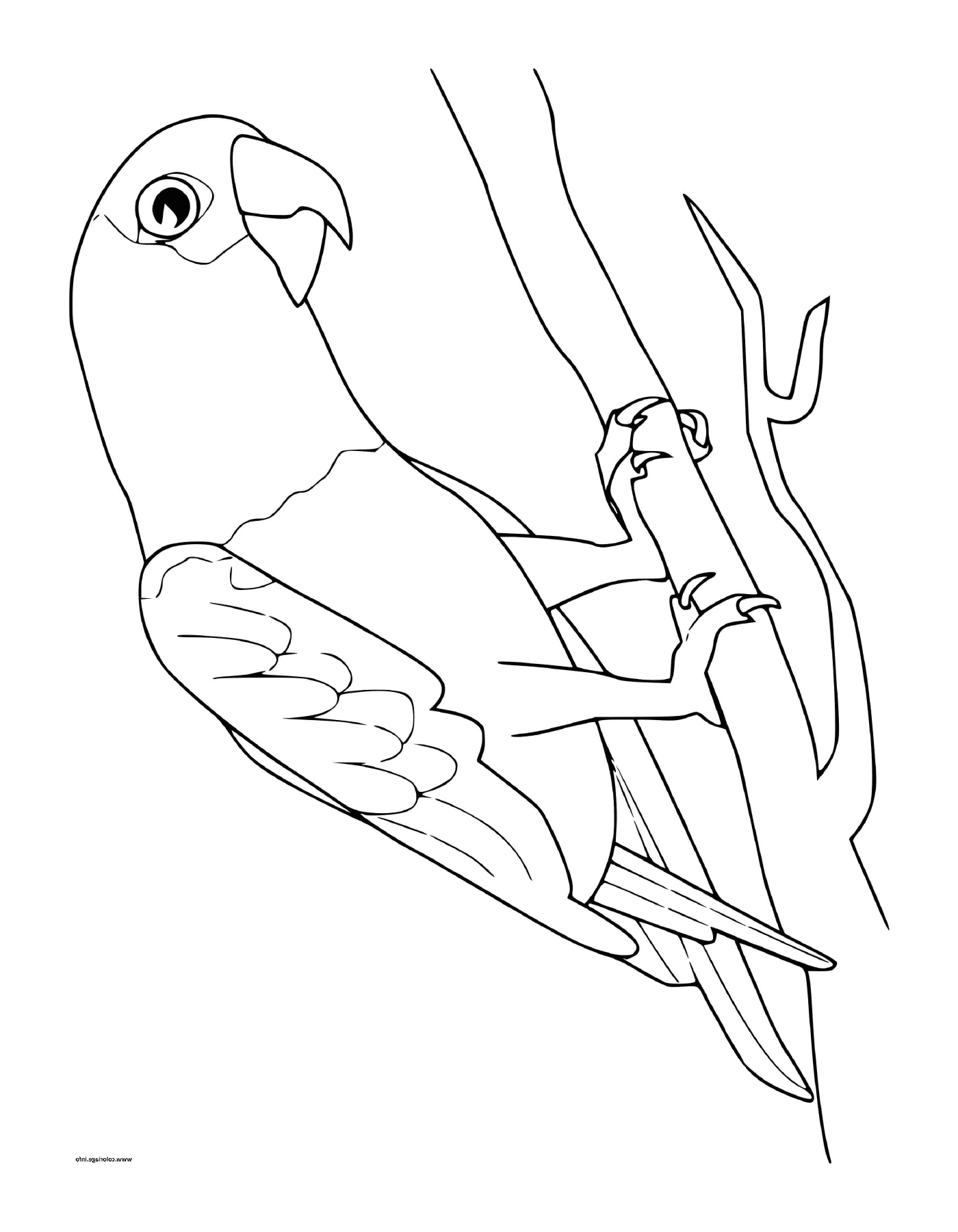  papagaio cinzento do Gabão em um ramo de árvore 