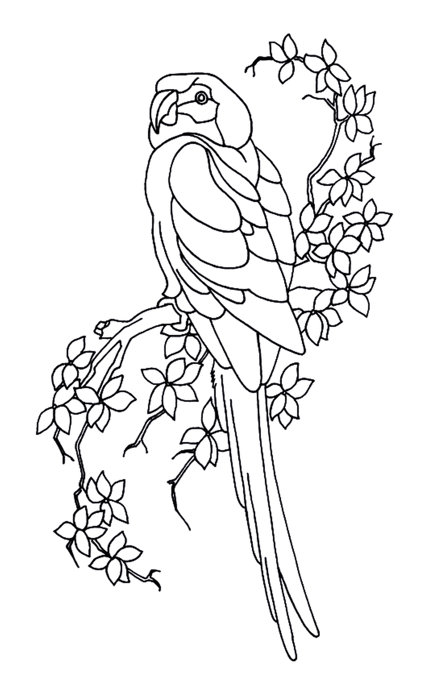  Perrot e folhas, pássaro empoleirado em um galho de árvore 