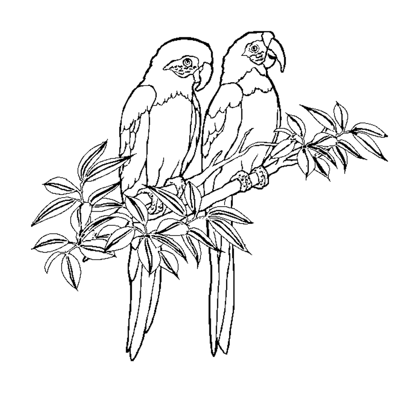  Dois papagaios empolados juntos 