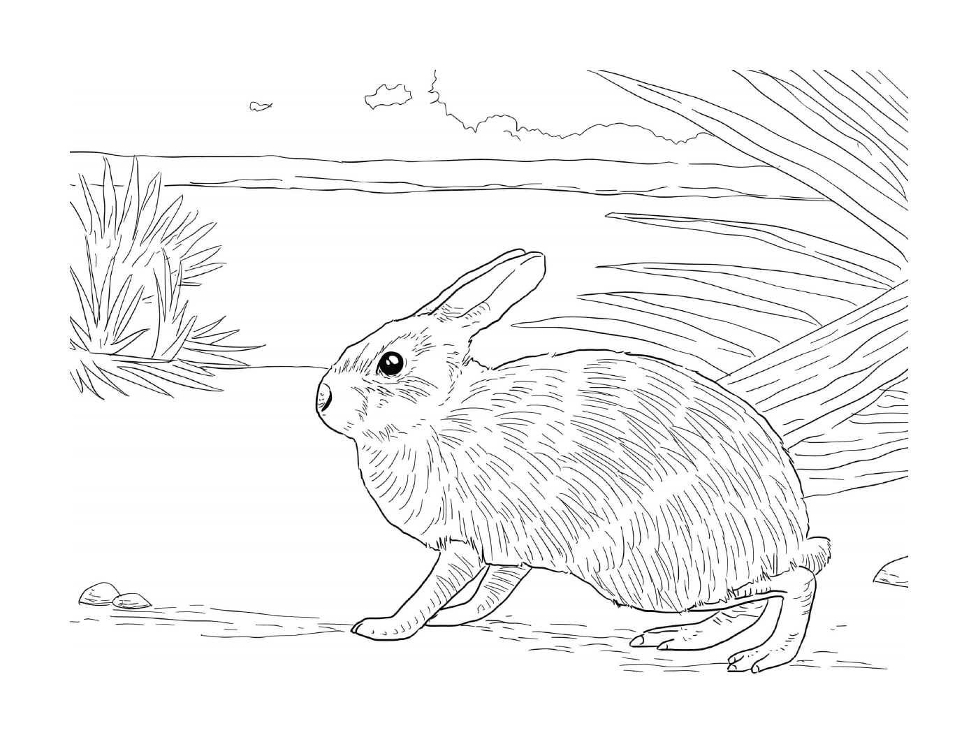  在自然环境中现实的兔子 