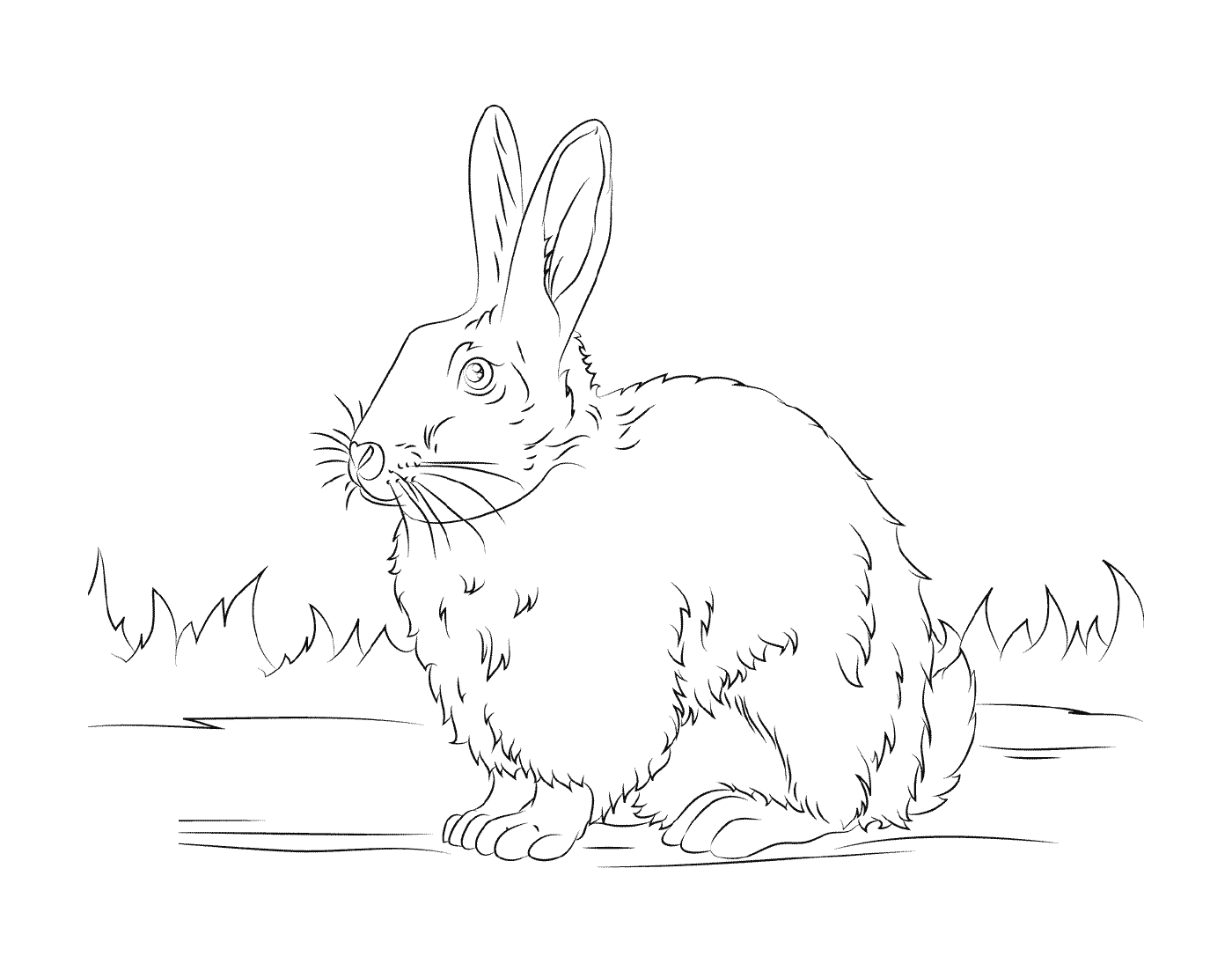  黑白的、真实的、真实的兔子 