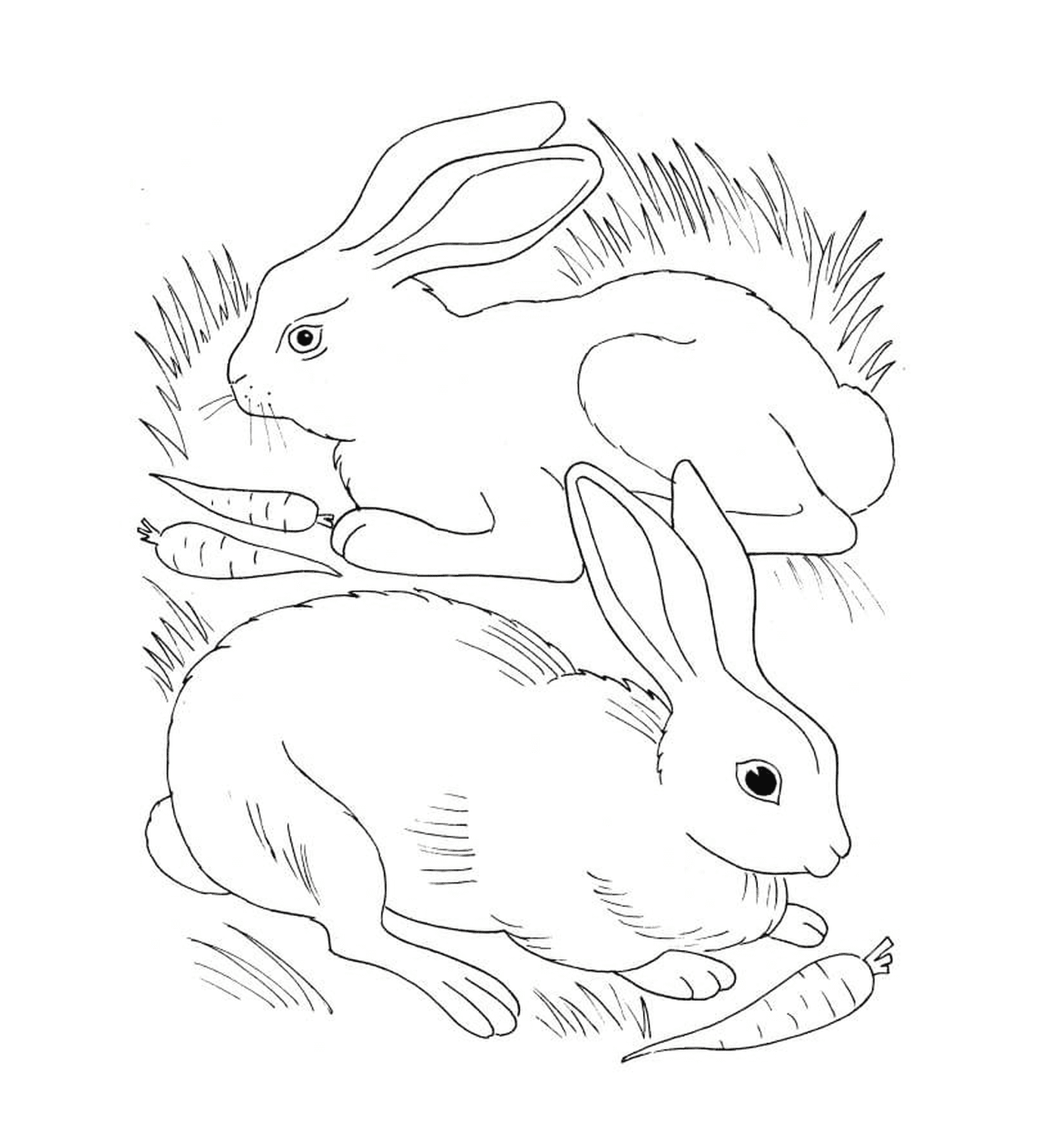  Coelho e coelho comendo cenouras 
