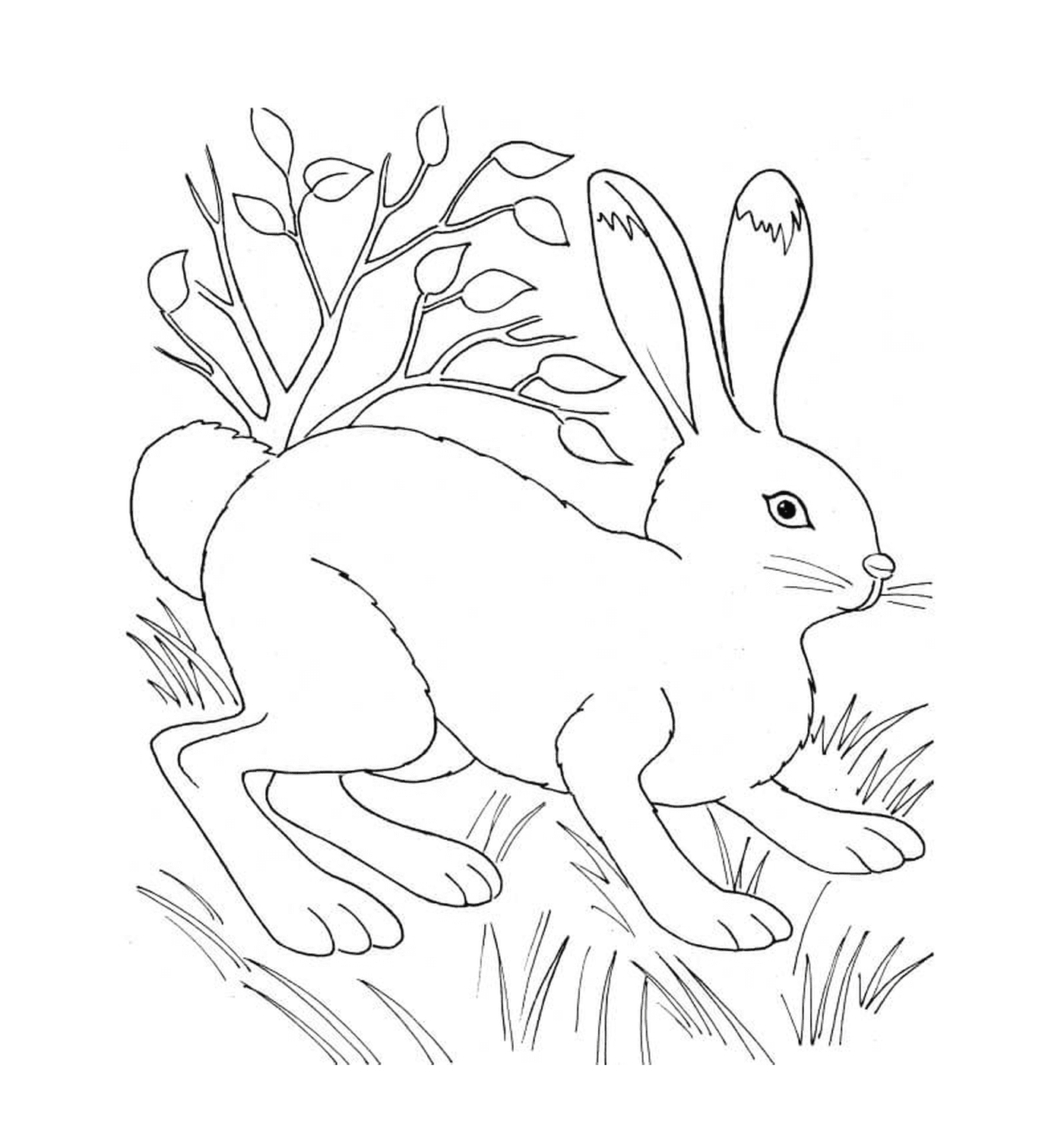  植物附近天然的兔子 