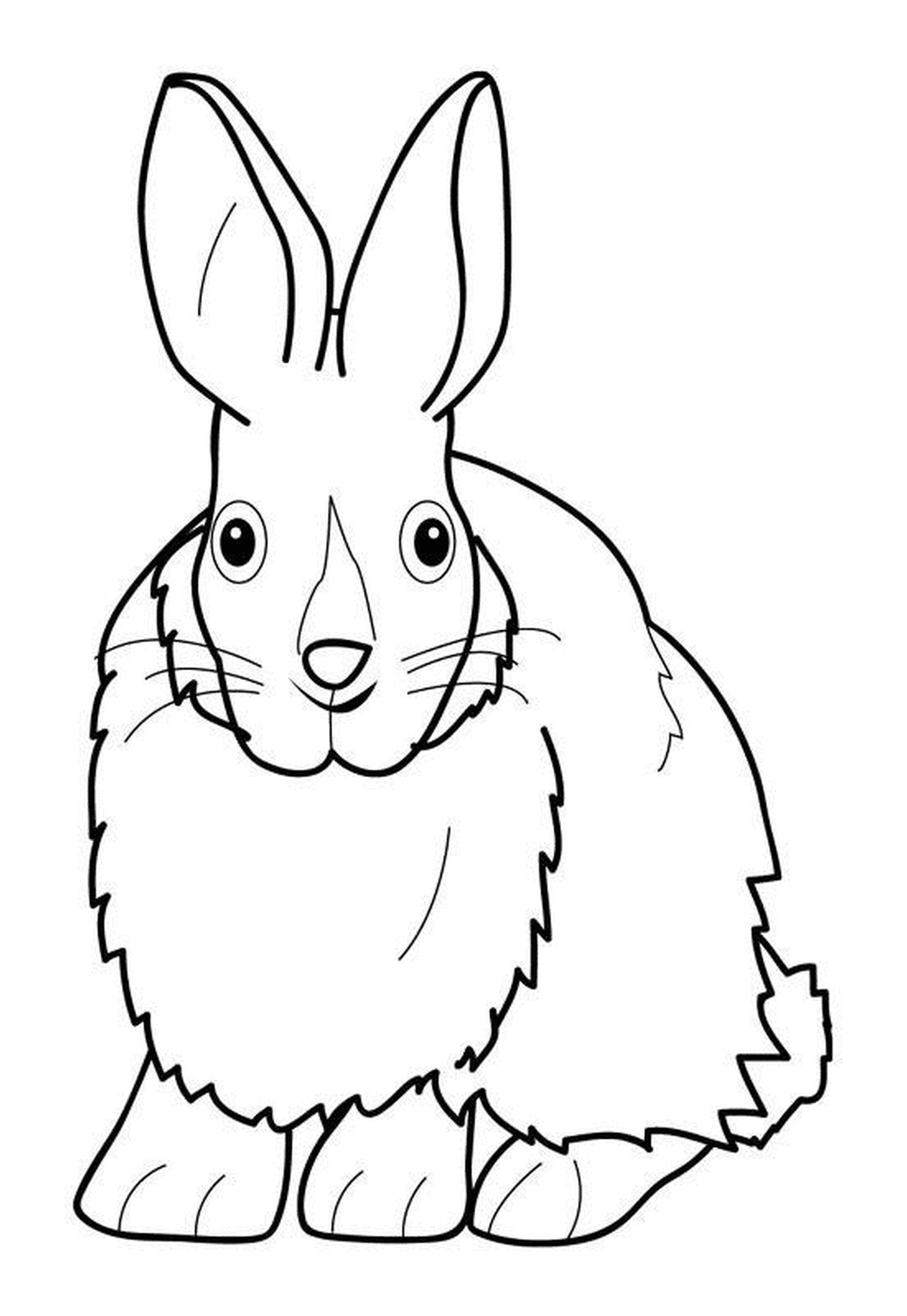 الأرنب ذو الشعر الصغير 