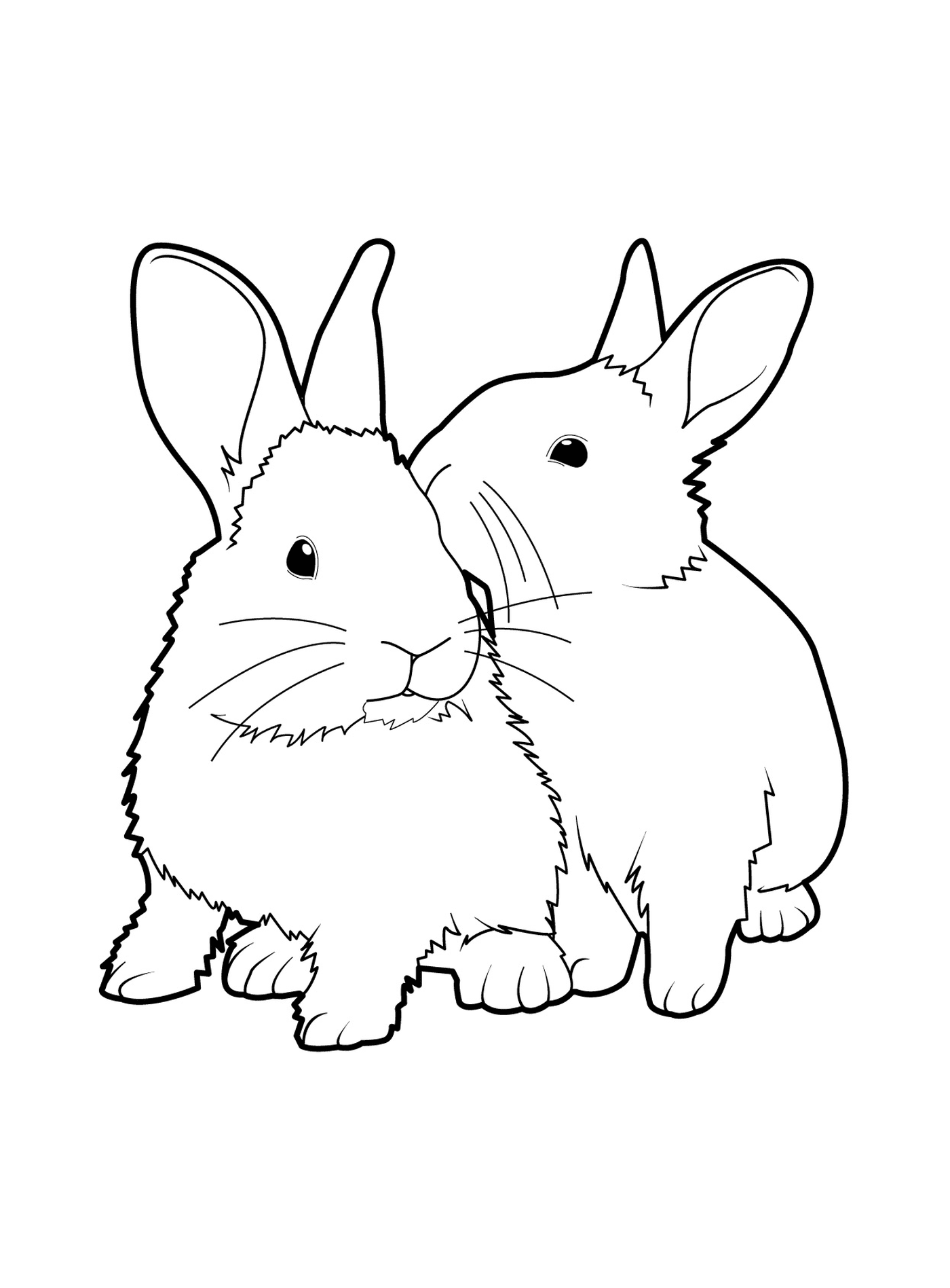  现实的双双兔子 