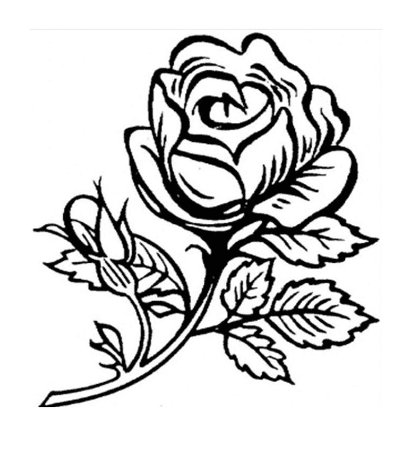  Bouquet de rosas delicadas 