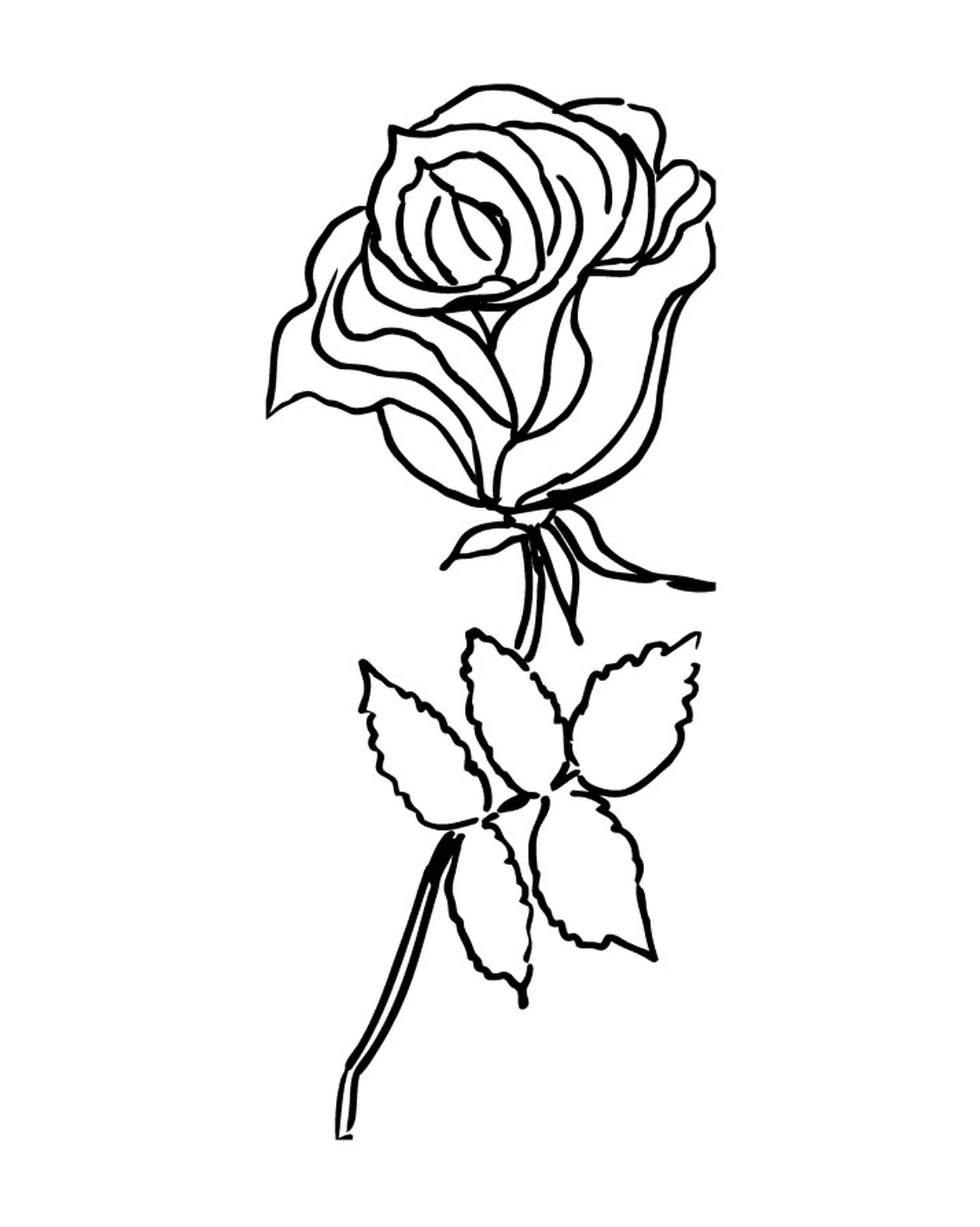  Rosa simples e elegante 