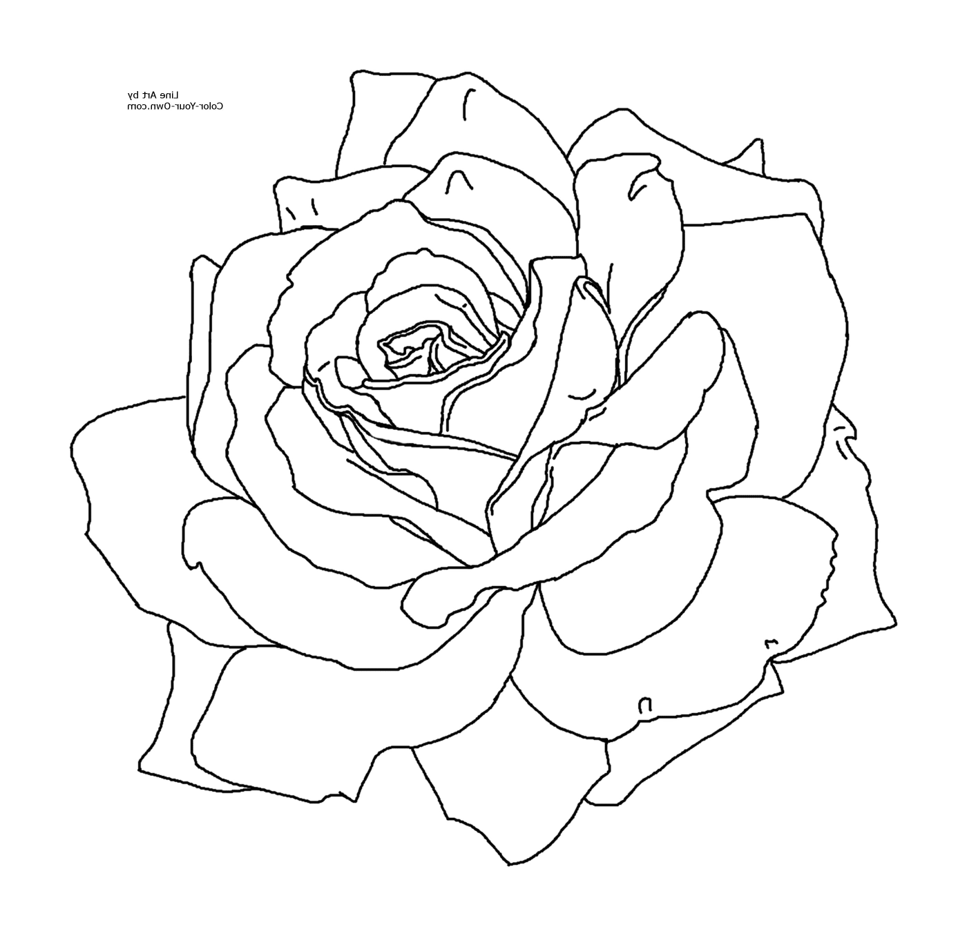  Rosa simples e elegante 